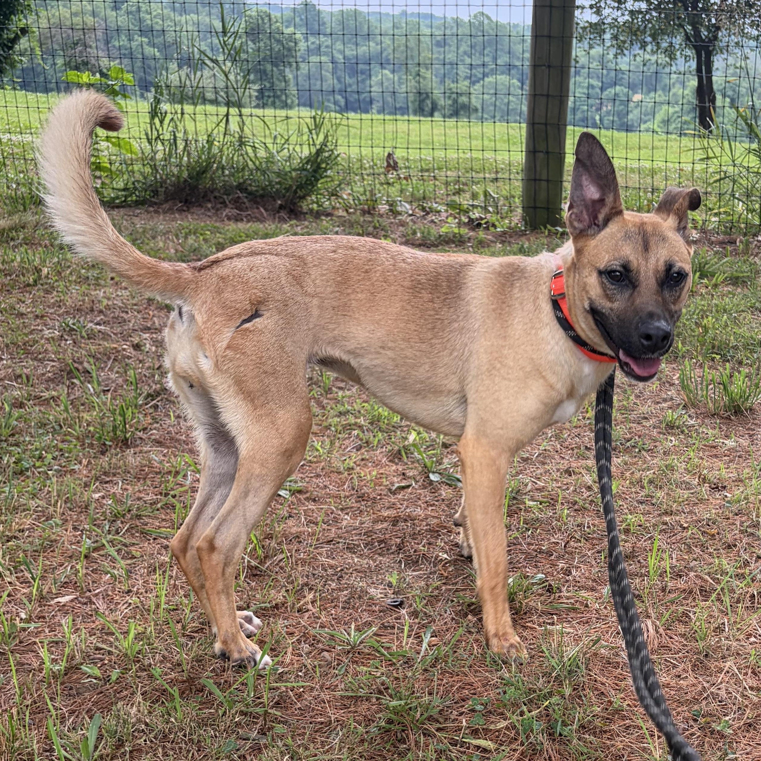 Enlarge Biscuit (FKA Roadie), a Adoptable mixed breed in West Grove, PA image 3/3