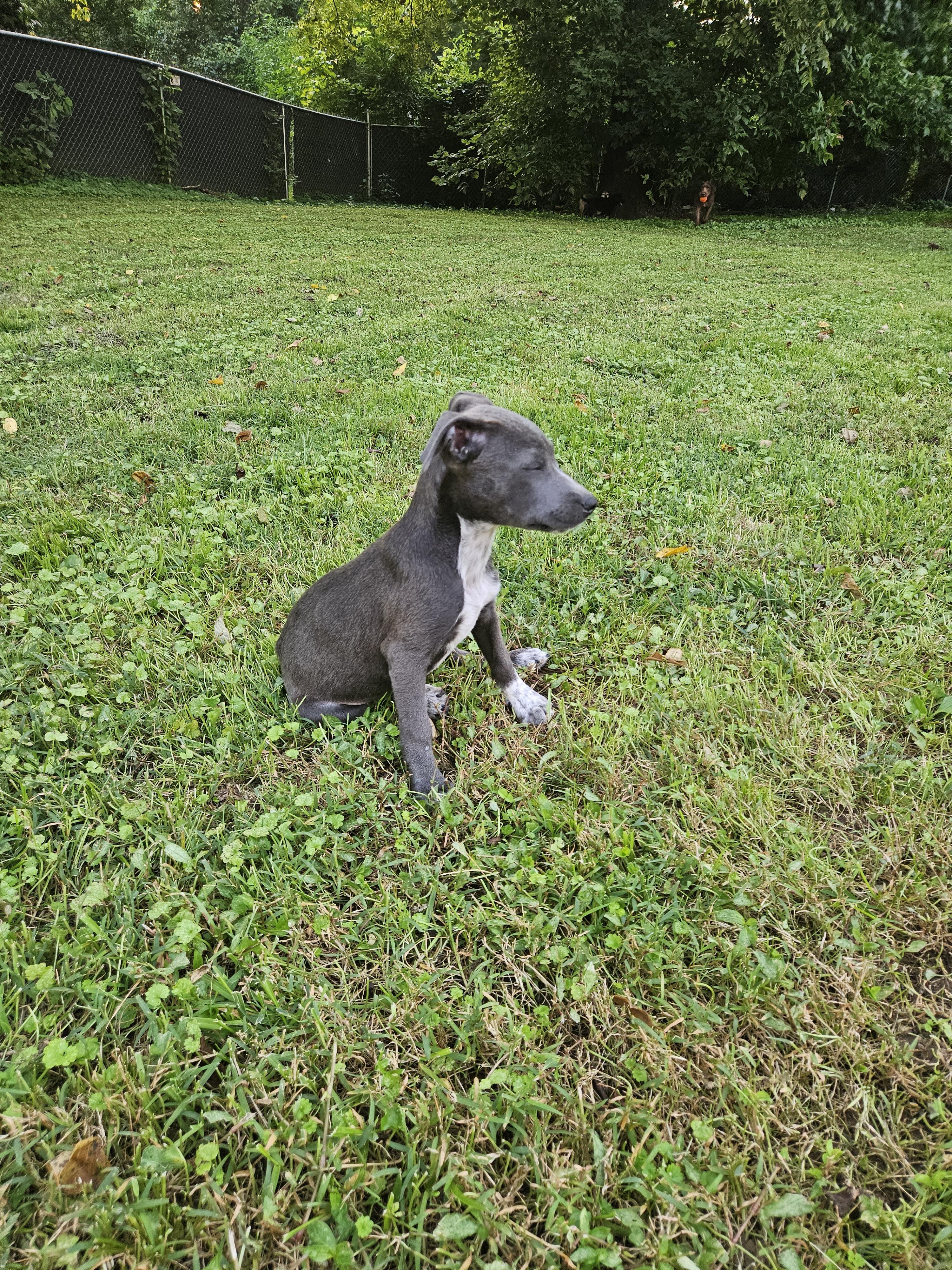 Enlarge Spirit, a Adoptable mixed breed in Tracy City , TN image 1/3