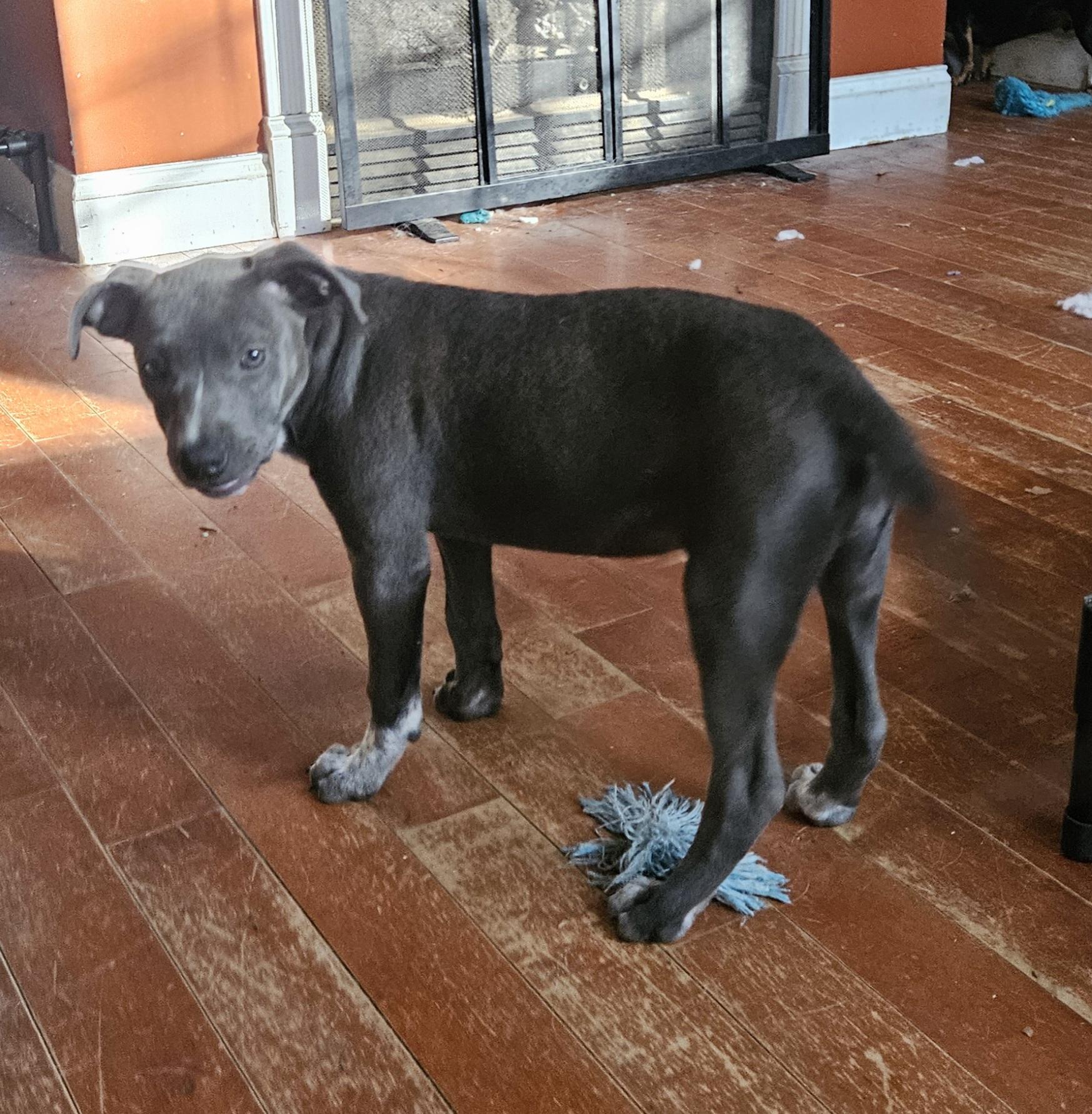 Enlarge Spirit, a Adoptable mixed breed in Tracy City , TN image 2/3