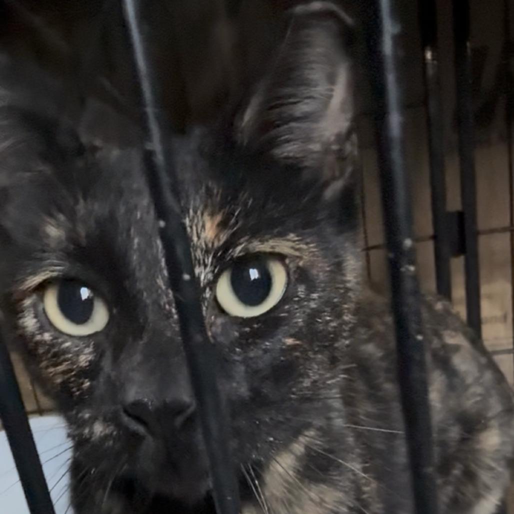 Temporal, Adoptable, Adult Female Domestic Short Hair.