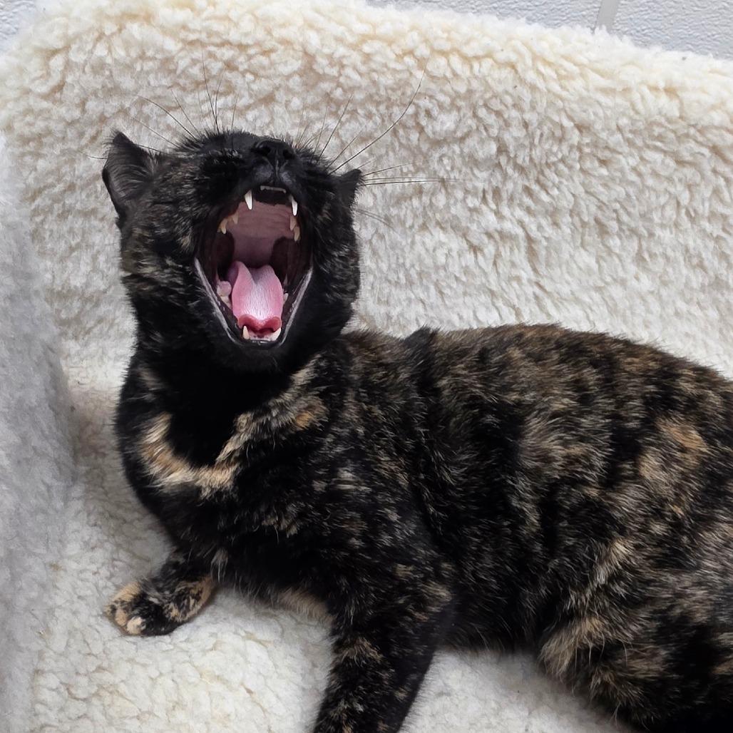 Temporal, a Adoptable Domestic Short Hair in Detroit Lakes, MN image 1/5