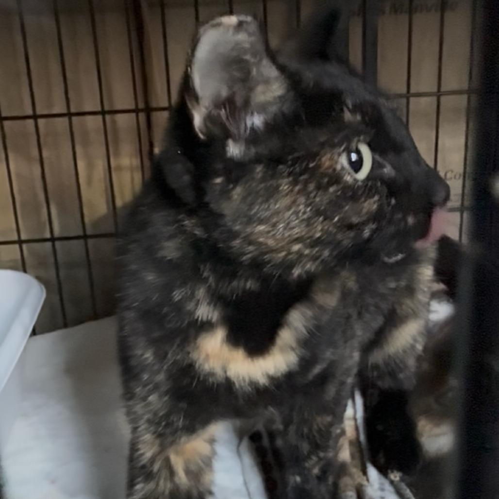 Enlarge Temporal, a Adoptable Domestic Short Hair in Detroit Lakes, MN image 2/2