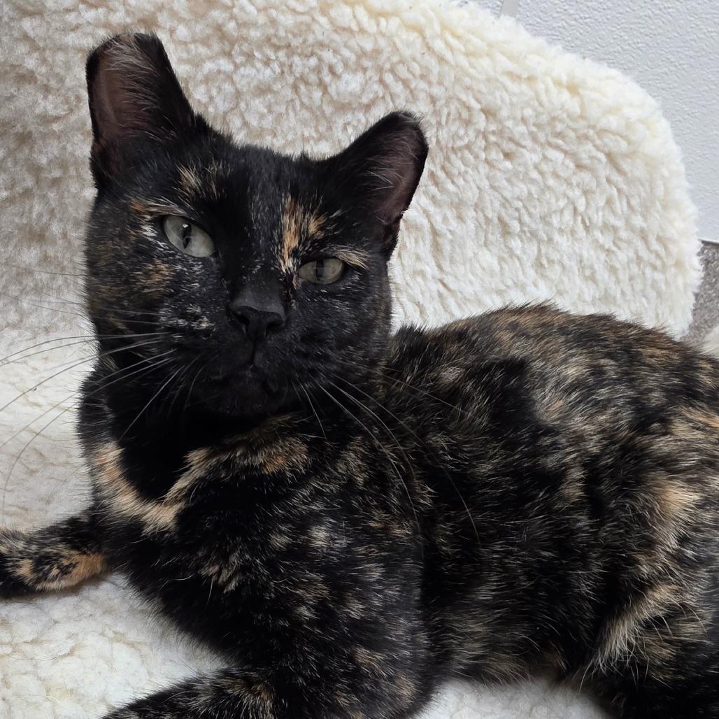 Temporal, a Adoptable Domestic Short Hair in Detroit Lakes, MN image 3/5