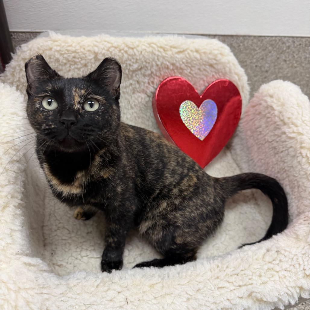 Temporal, a Adoptable Domestic Short Hair in Detroit Lakes, MN image 4/5