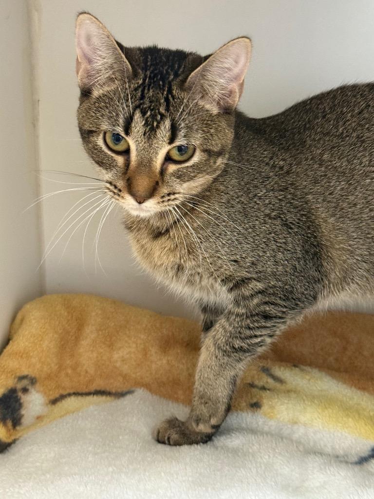 Sweet Pea, Adoptable, Young Female Domestic Short Hair.