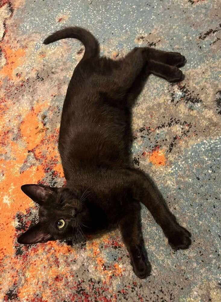 Squirrel, Adoptable, Young Male Domestic Short Hair.