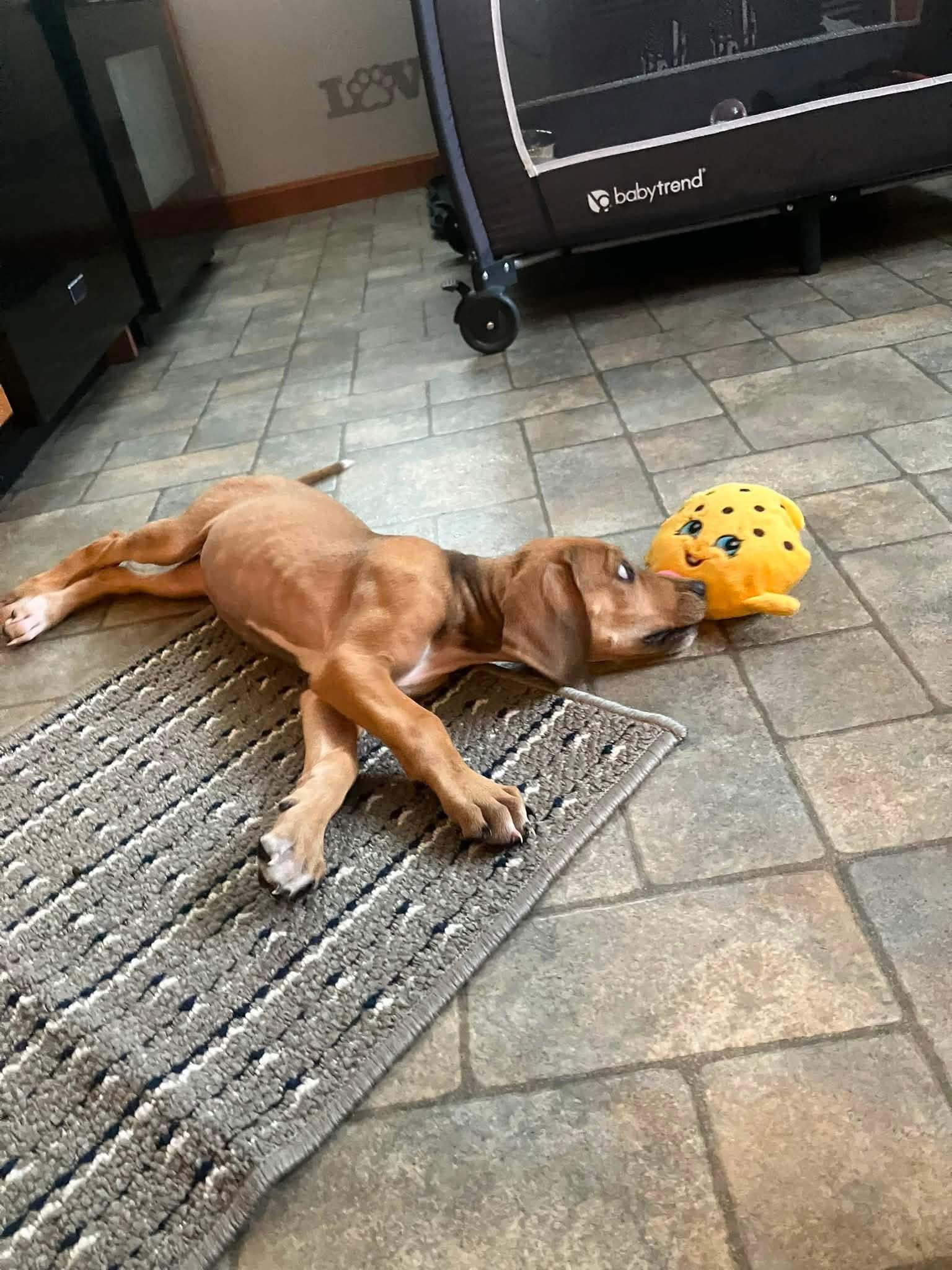 Enlarge Olivia, an adopted mixed breed in Marlton, NJ image 2/5