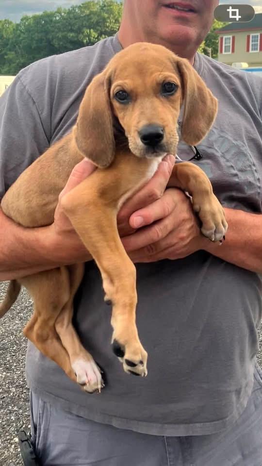 Enlarge Olivia, an adopted mixed breed in Marlton, NJ image 4/5