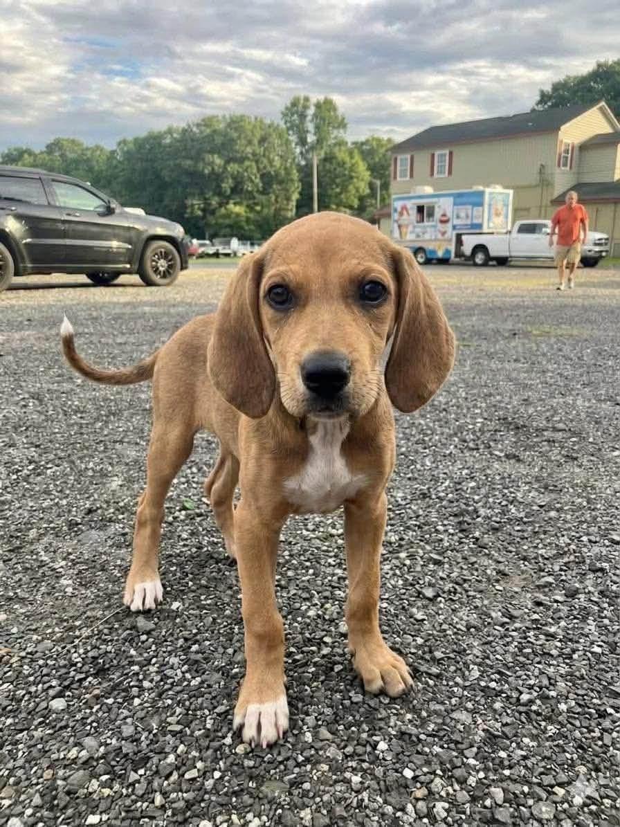 Enlarge Olivia, an adopted mixed breed in Marlton, NJ image 5/5