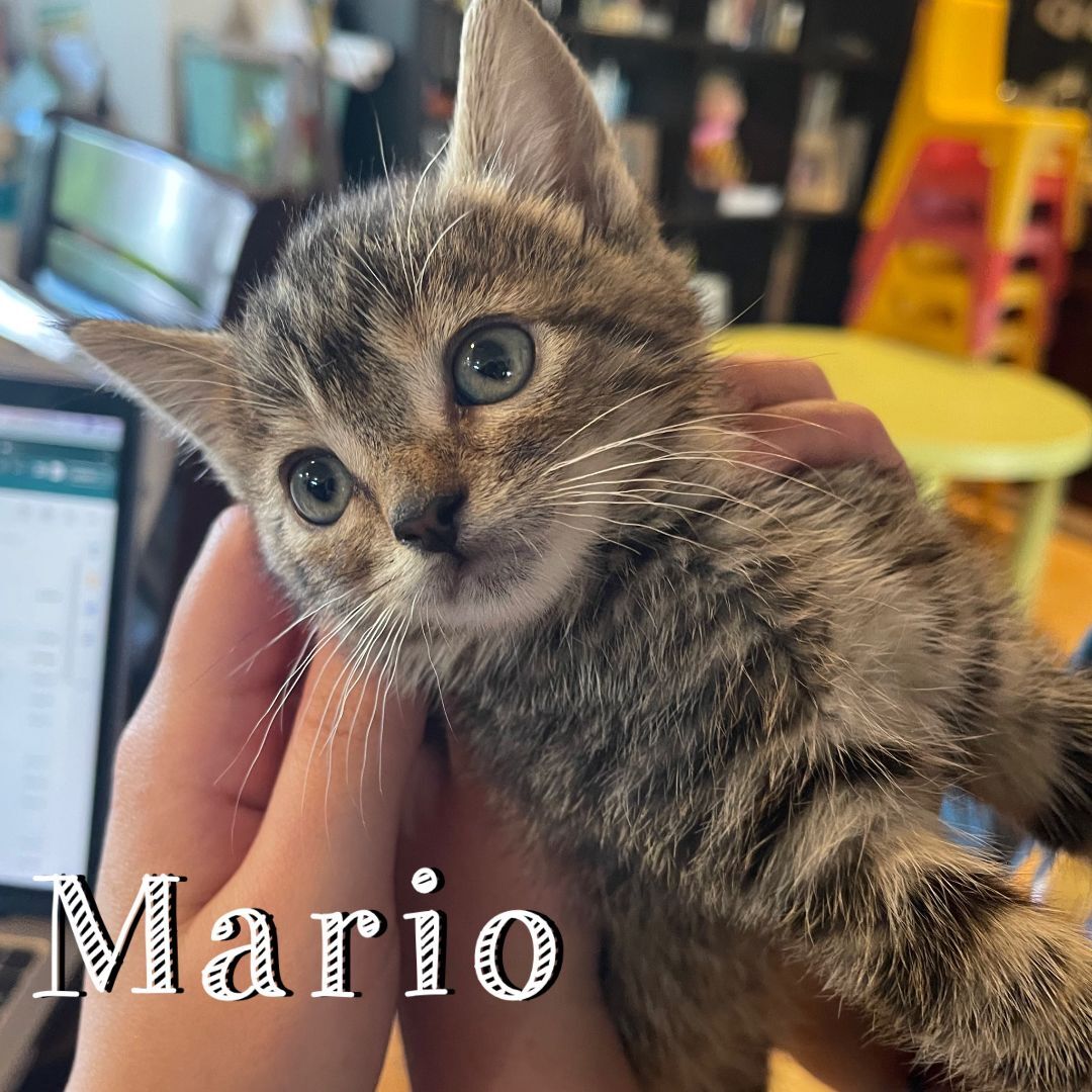 Mario, Adopted, Kitten Male Domestic Medium Hair.