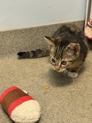 Biscuits, Adoptable, Kitten Female Domestic Short Hair & Domestic Short Hair.