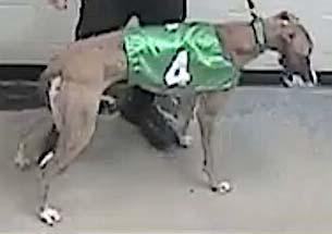 Enlarge Mount Ranier, a ADOPTABLE Greyhound in Allentown, PA image 1/1