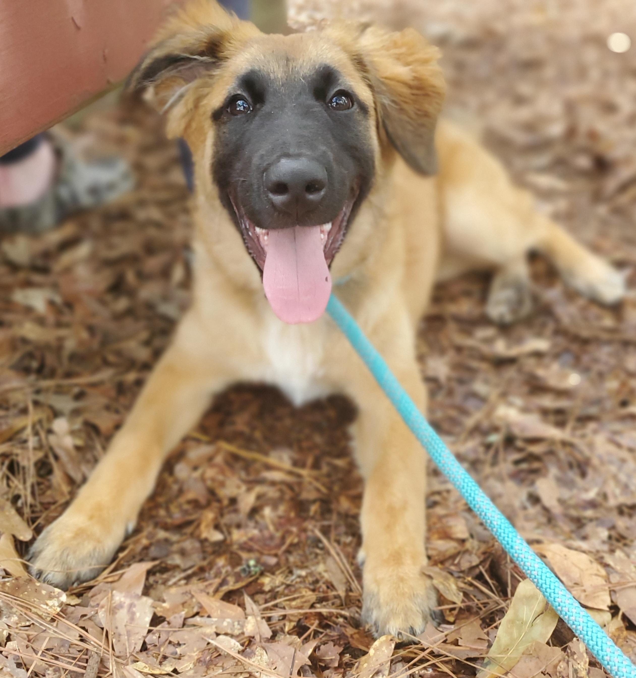 Clover, a Adoptable mixed breed in Atlanta , GA image 4/6