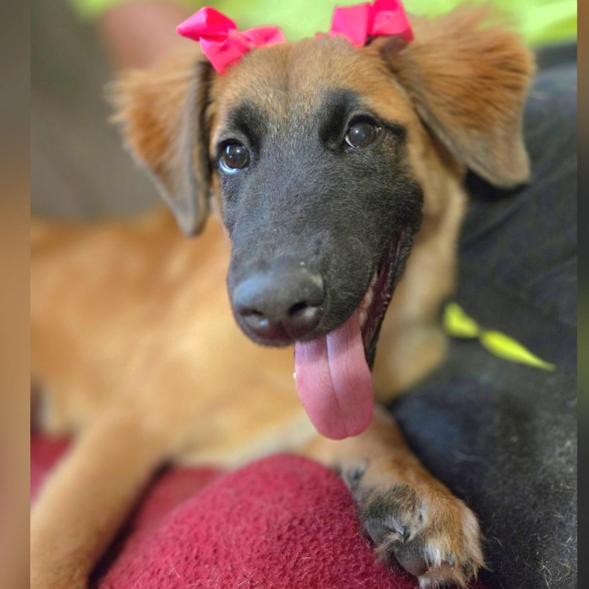 Clover, a Adoptable mixed breed in Atlanta , GA image 1/6