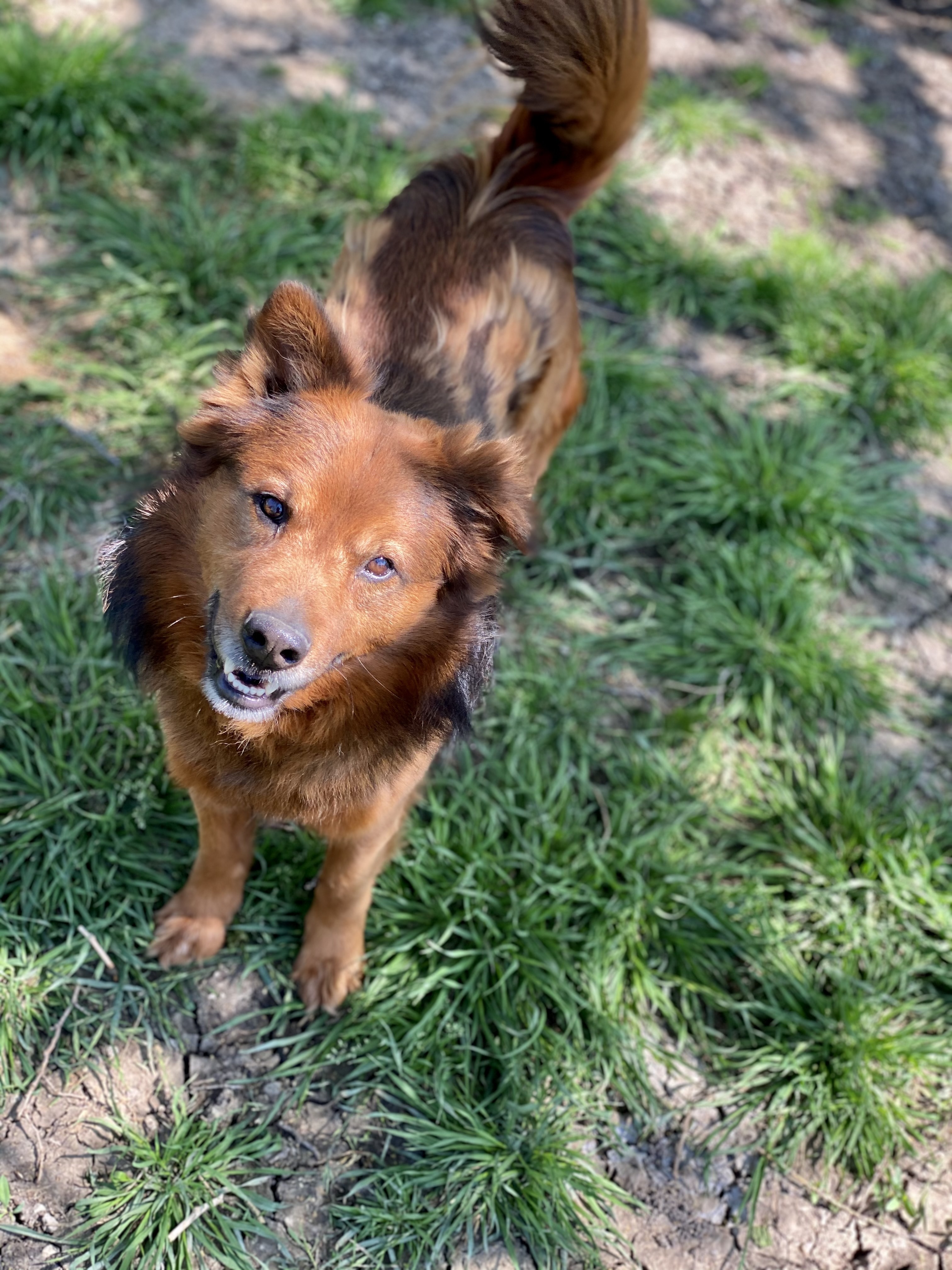 Enlarge Bonnie & Clyde, a Adoptable mixed breed in Dallas, TX image 1/6