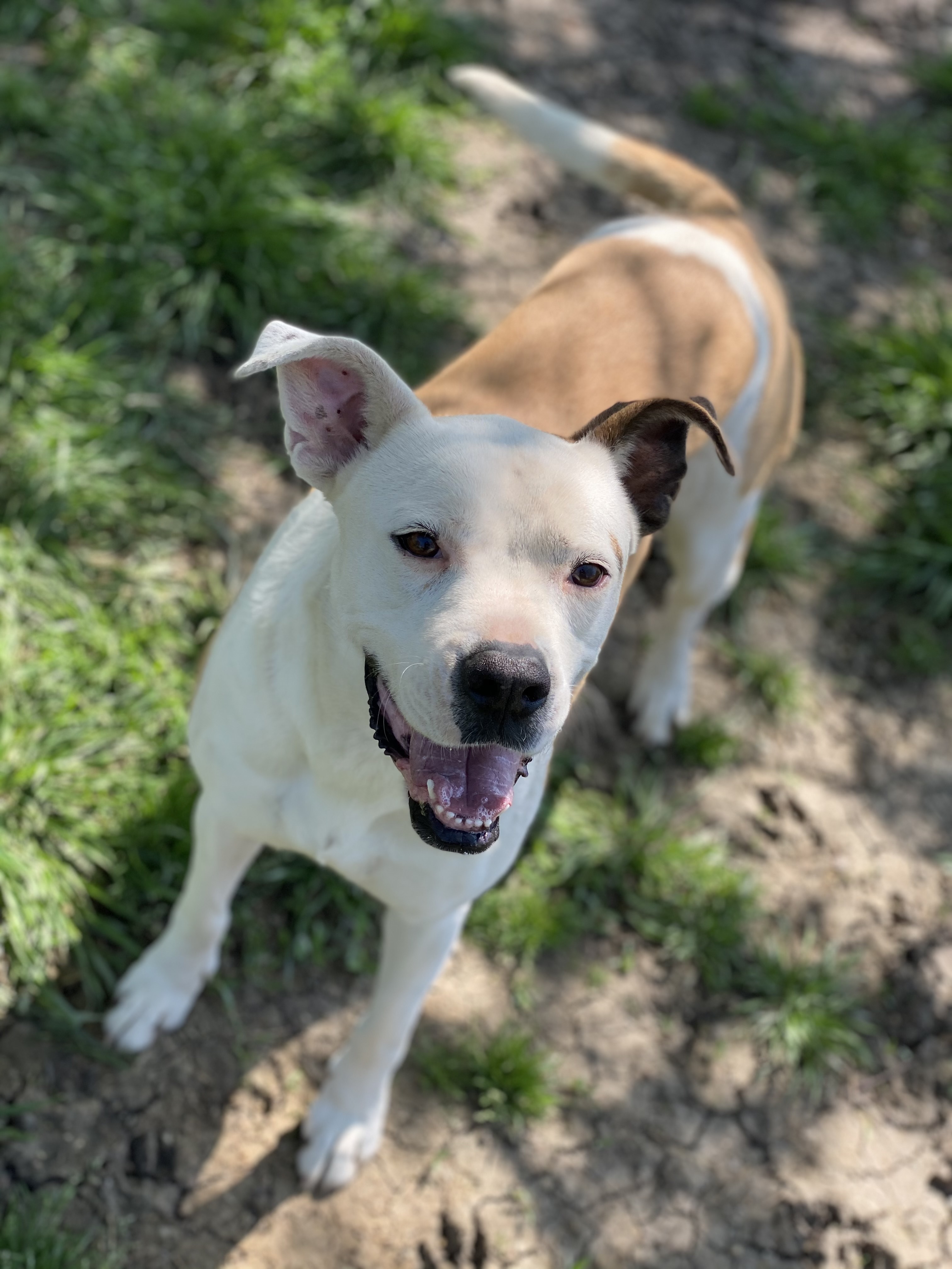 Enlarge Bonnie & Clyde, a Adoptable mixed breed in Dallas, TX image 2/6