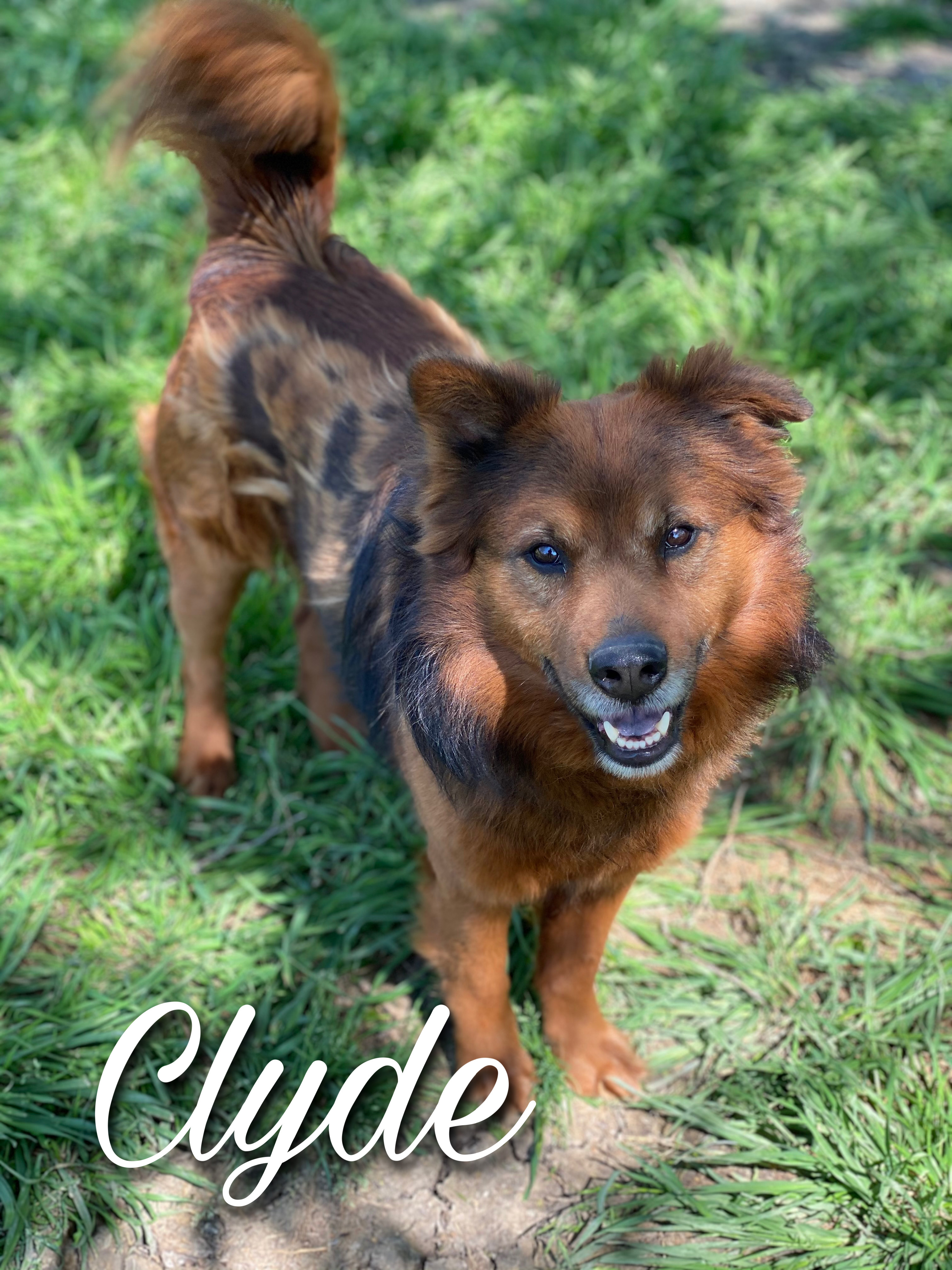 Enlarge Bonnie & Clyde, a Adoptable mixed breed in Dallas, TX image 3/6