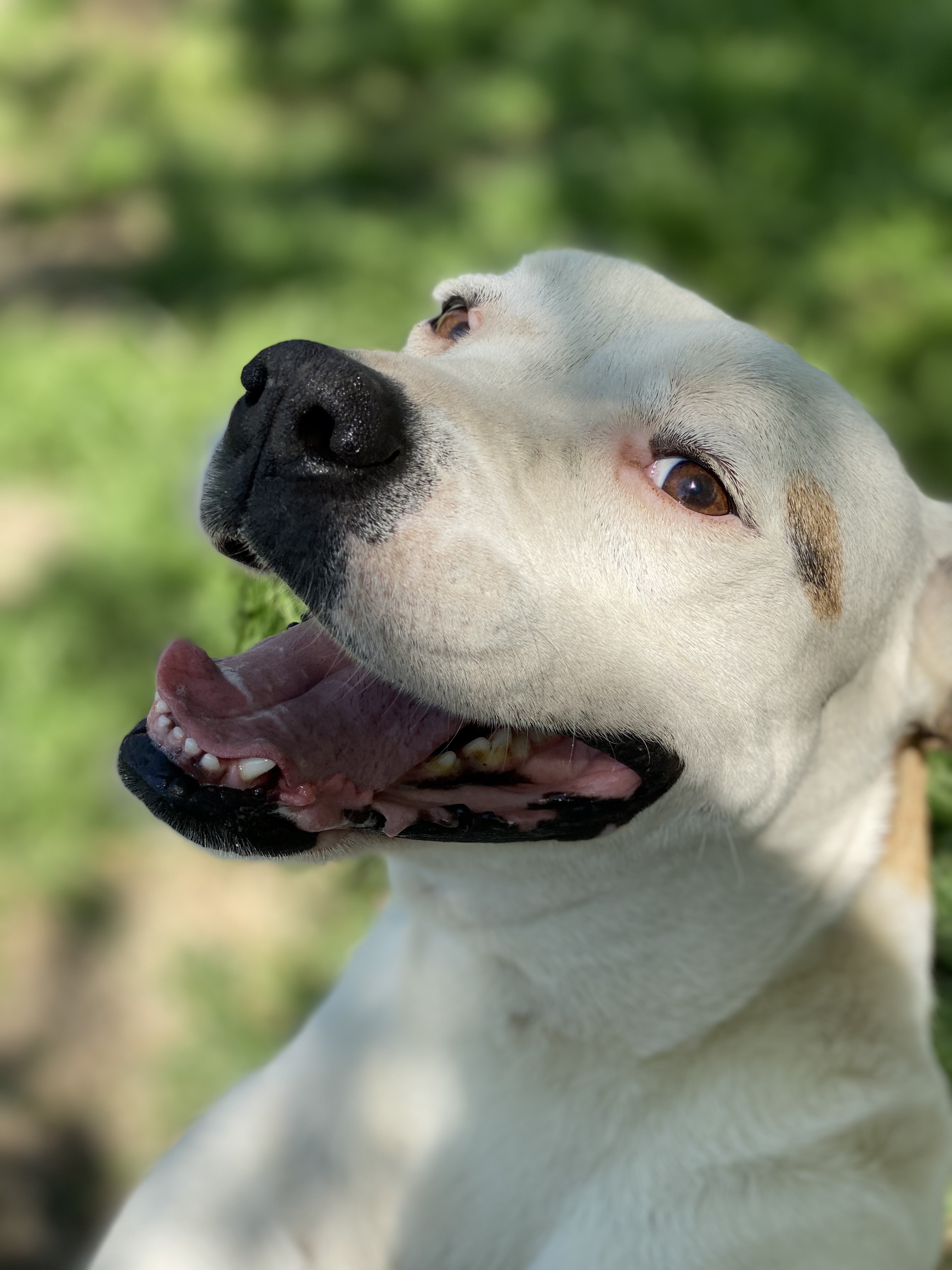 Enlarge Bonnie & Clyde, a Adoptable mixed breed in Dallas, TX image 4/6