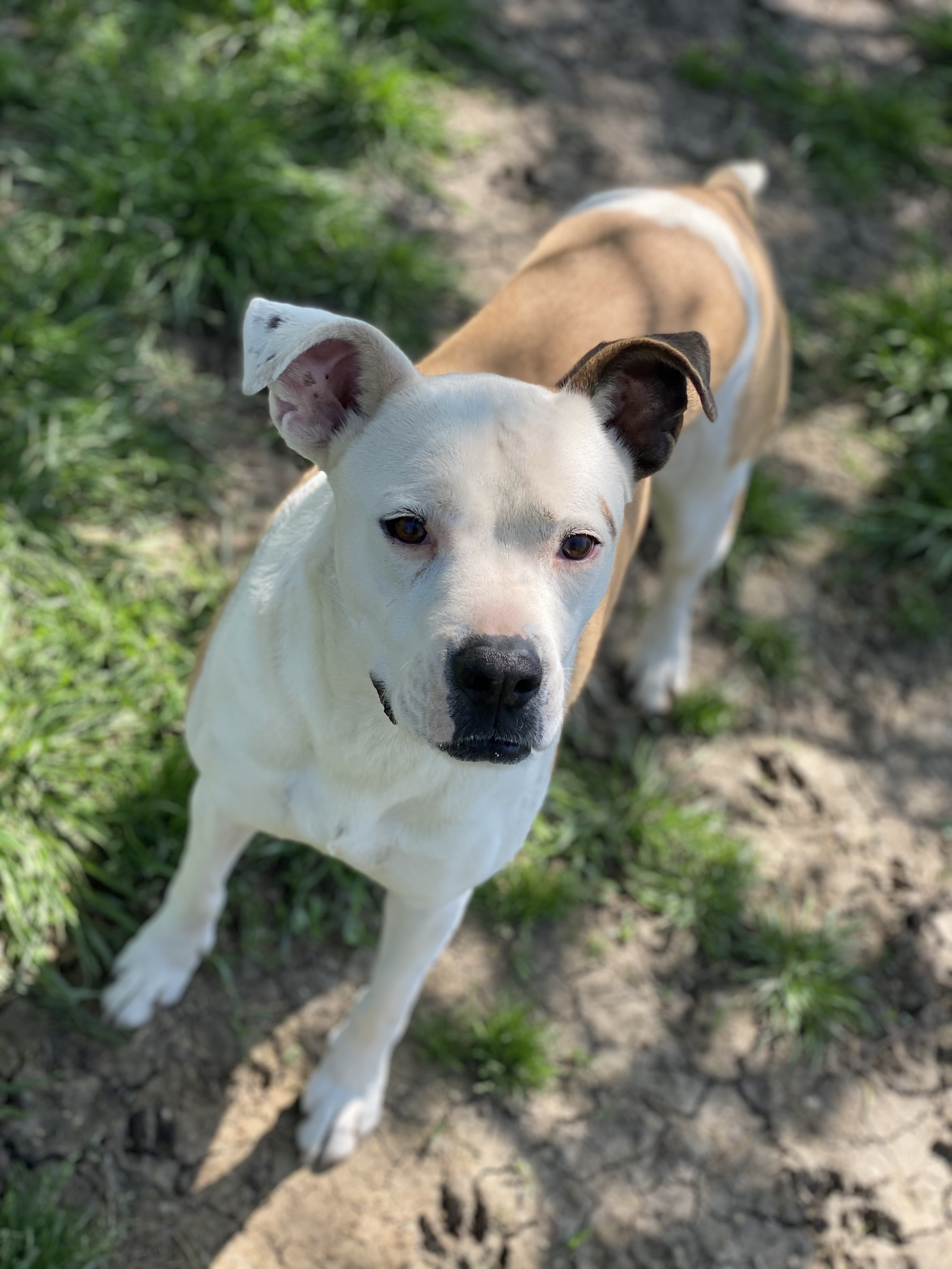 Enlarge Bonnie & Clyde, a Adoptable mixed breed in Dallas, TX image 5/6