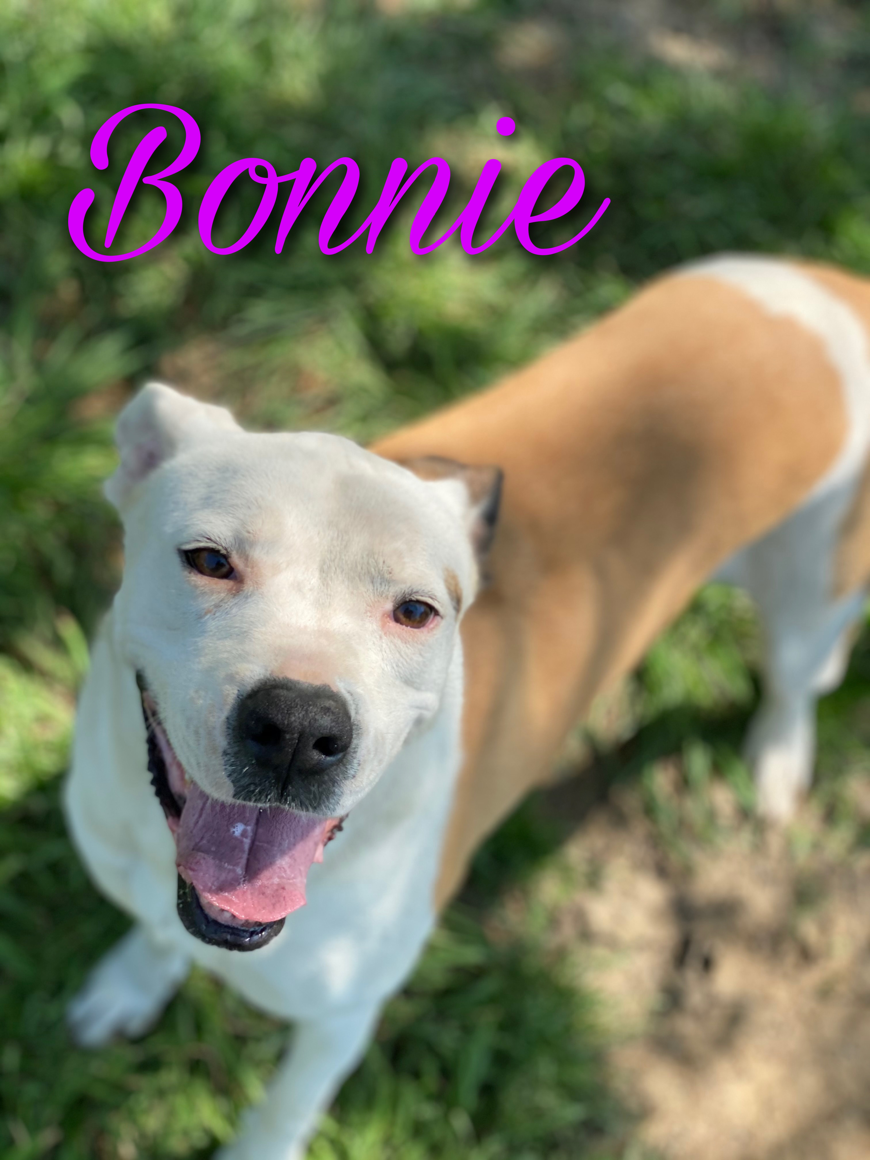 Enlarge Bonnie & Clyde, a Adoptable mixed breed in Dallas, TX image 6/6