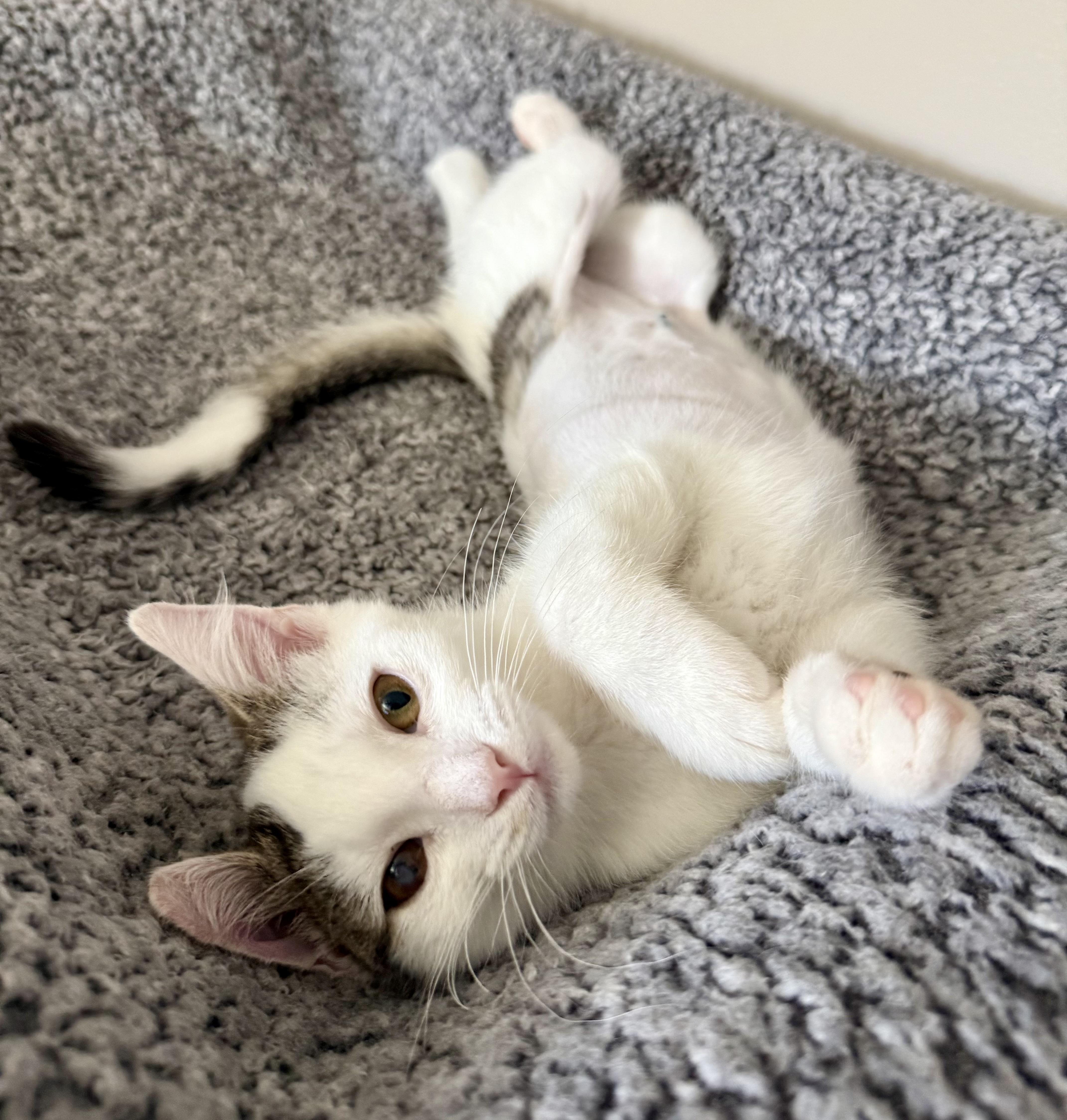 Enlarge Winifred, a Adoptable Domestic Short Hair in Turnersville, NJ image 5/5