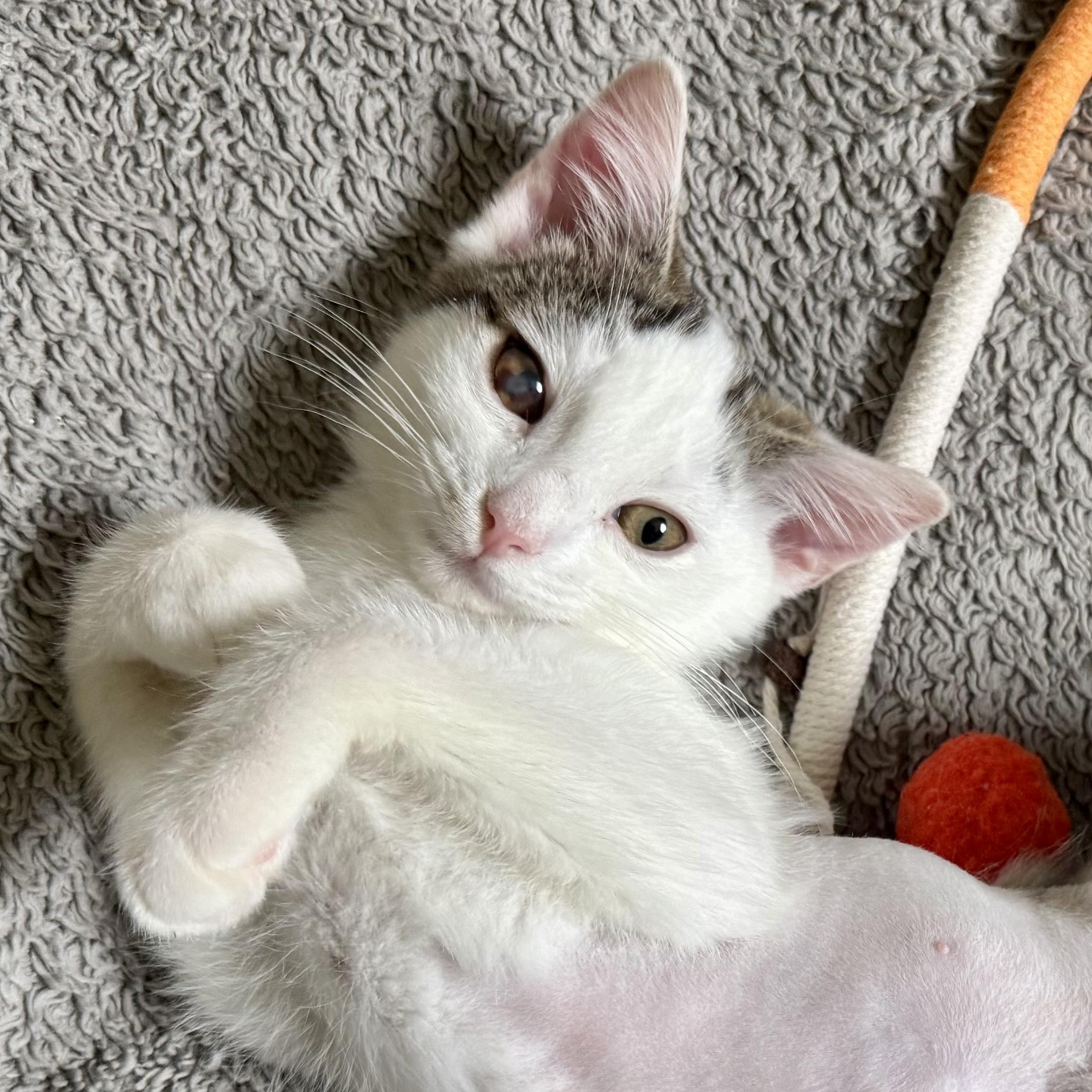 Winifred, Adoptable, Young Female Domestic Short Hair.