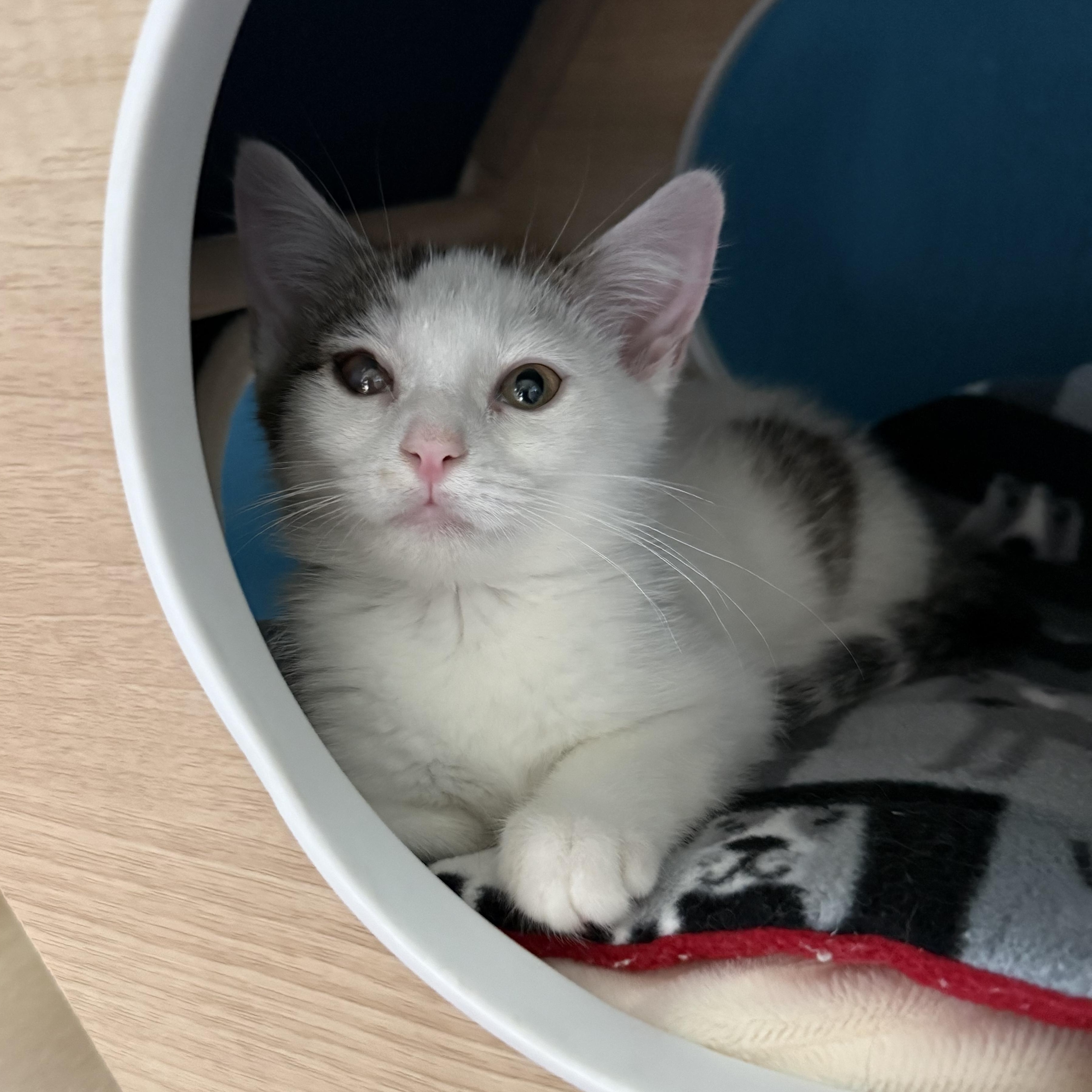 Enlarge Winifred, a Adoptable Domestic Short Hair in Turnersville, NJ image 4/5
