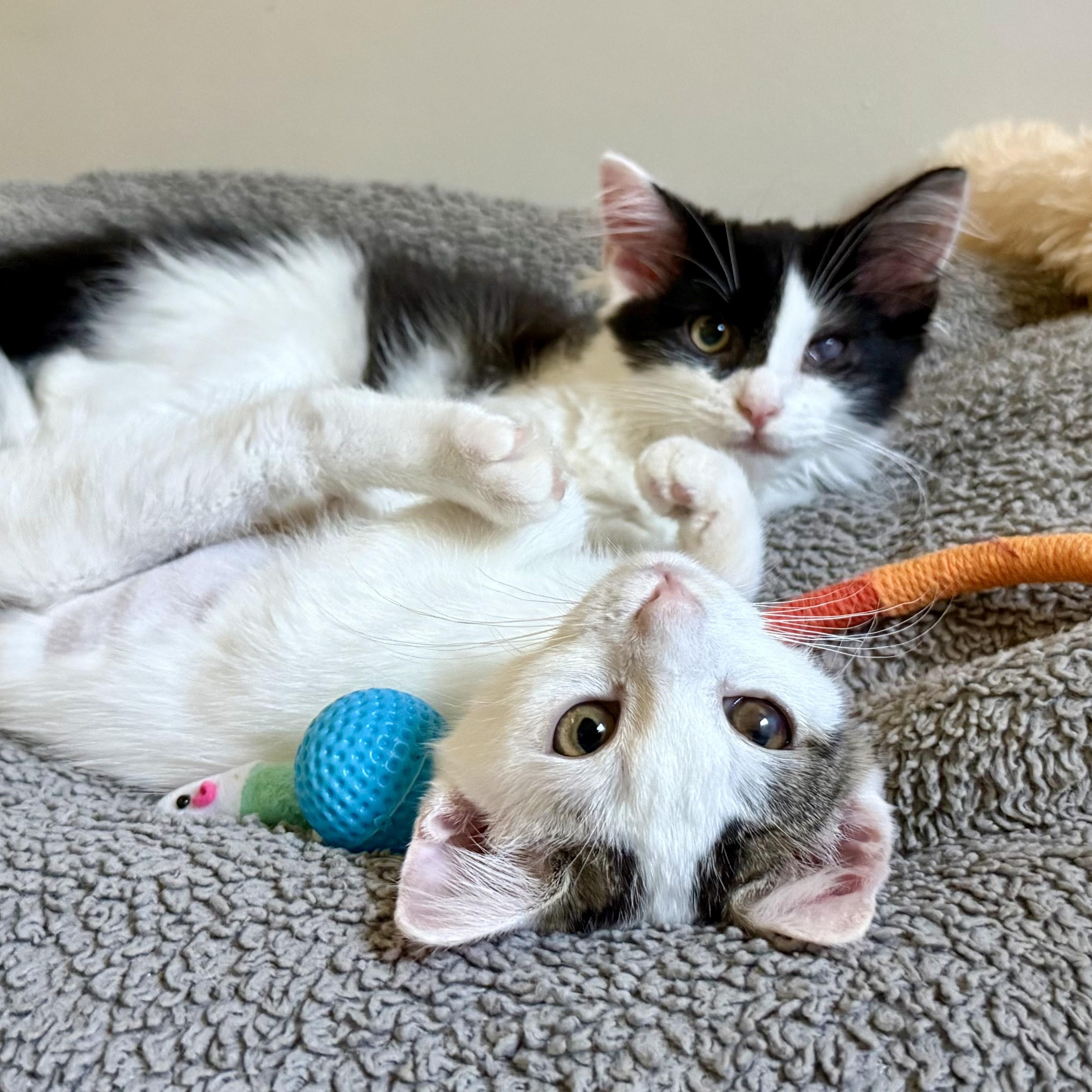 Enlarge Winifred, a Adoptable Domestic Short Hair in Turnersville, NJ image 2/5