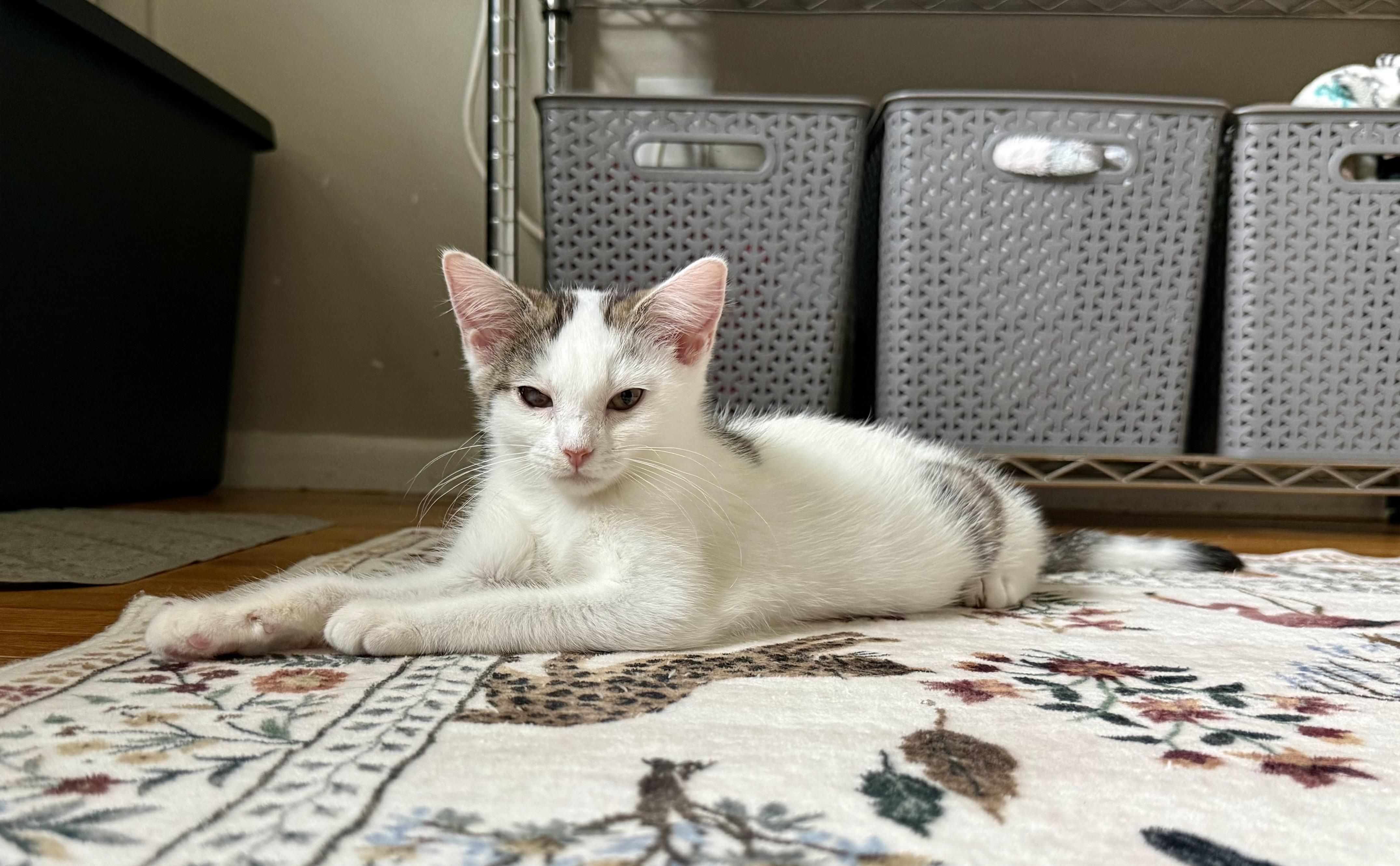 Enlarge Winifred, a Adoptable Domestic Short Hair in Turnersville, NJ image 3/5