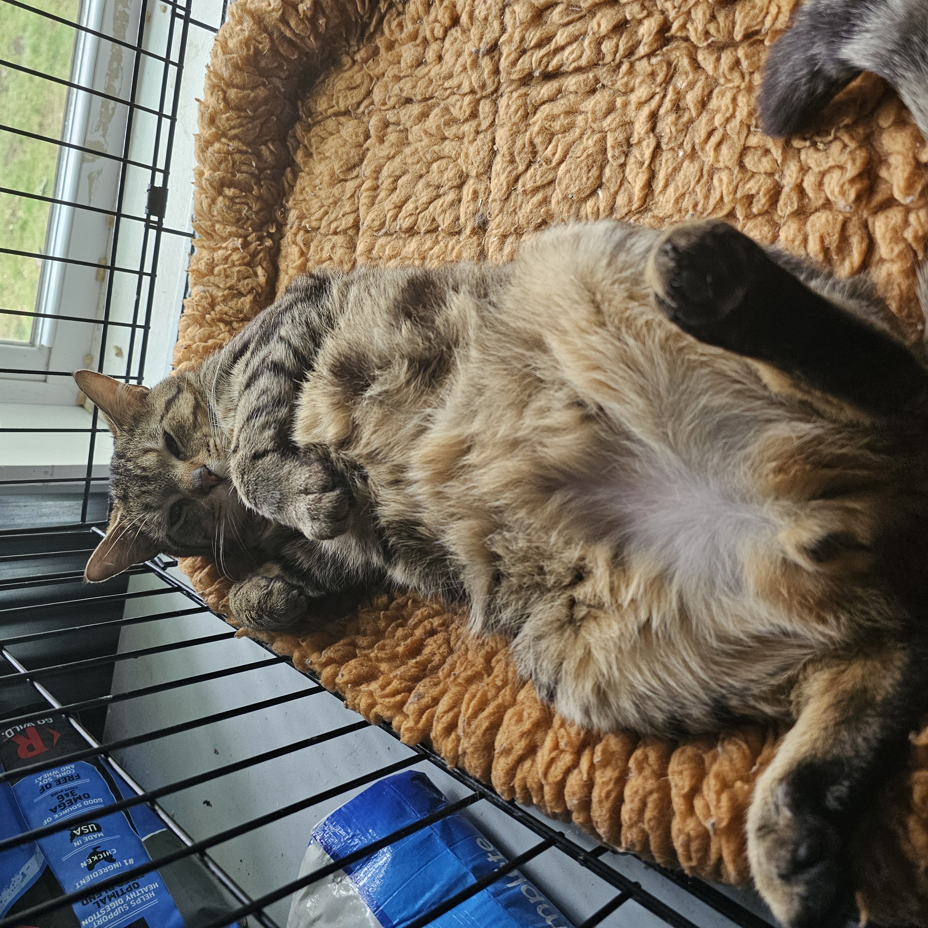 H.B., Adopted, Adult Male Domestic Short Hair.