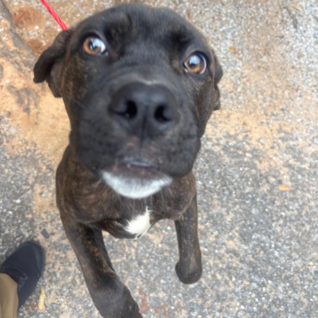 Biggie, Adoptable, Young Male Terrier & Mixed Breed.