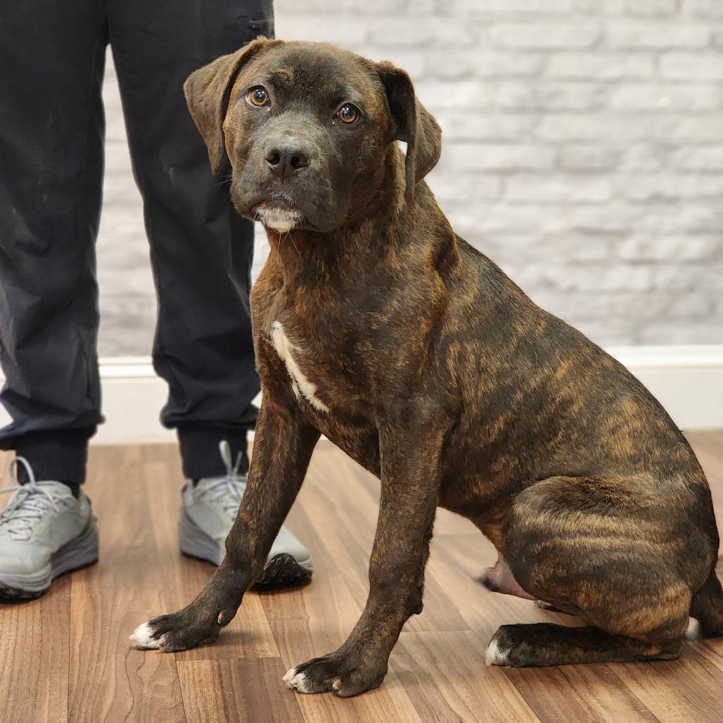 Biggie, a Adoptable mixed breed in Montgomery, AL image 2/4