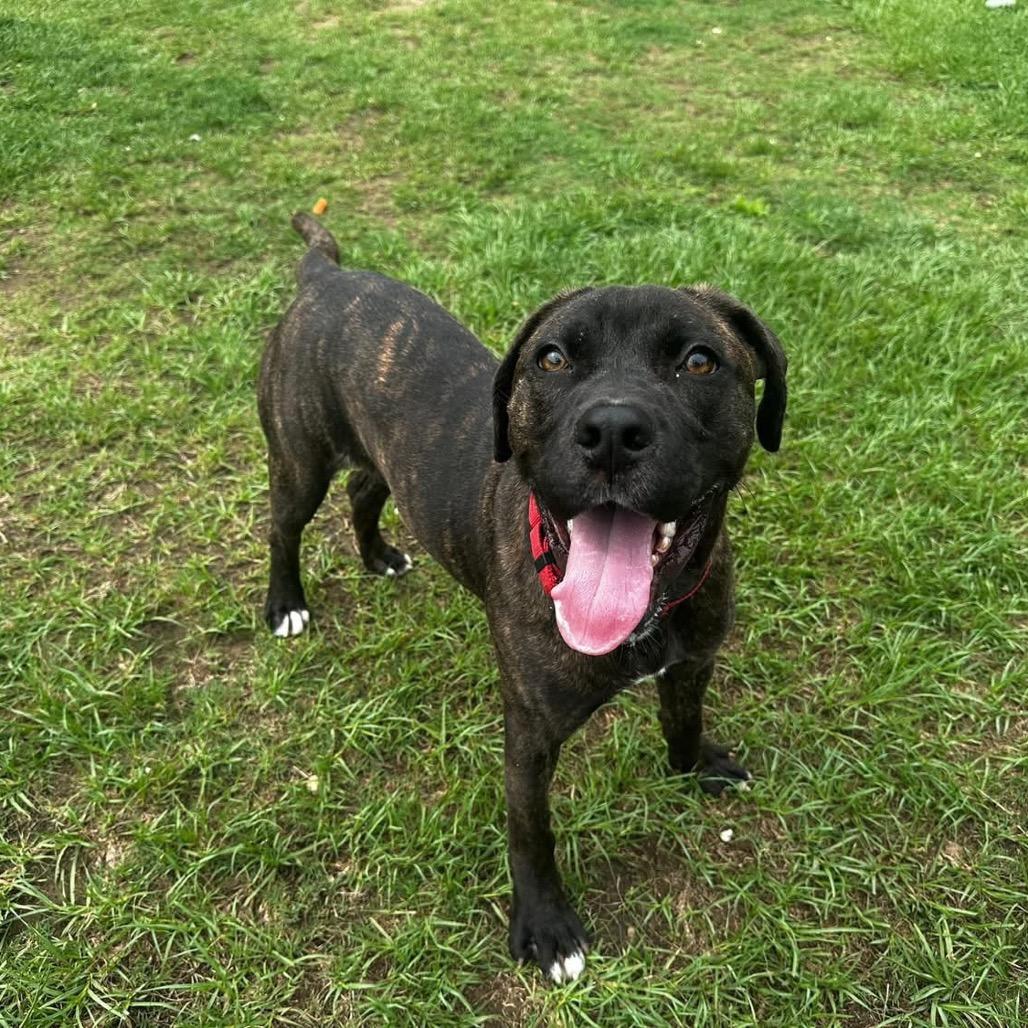 Biggie, a Adoptable mixed breed in Montgomery, AL image 3/4