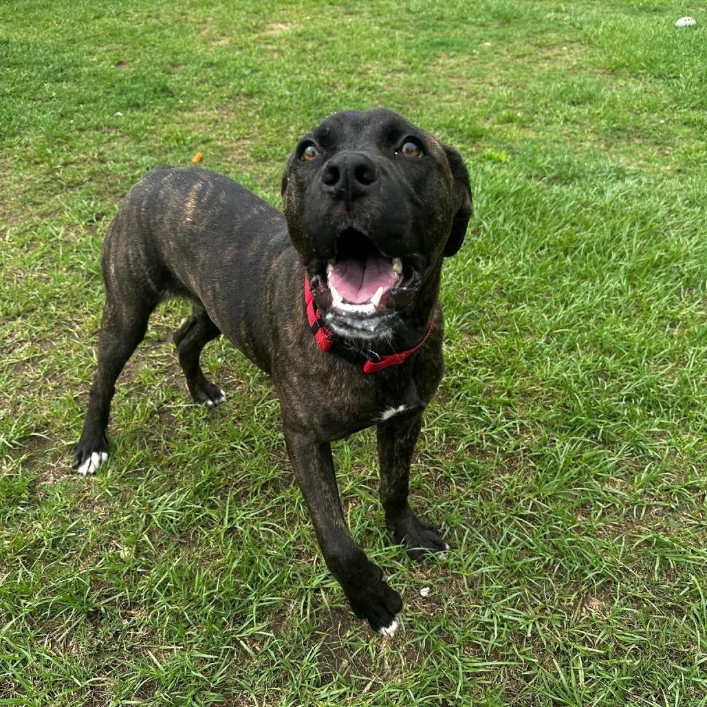 Biggie, a Adoptable mixed breed in Montgomery, AL image 4/4