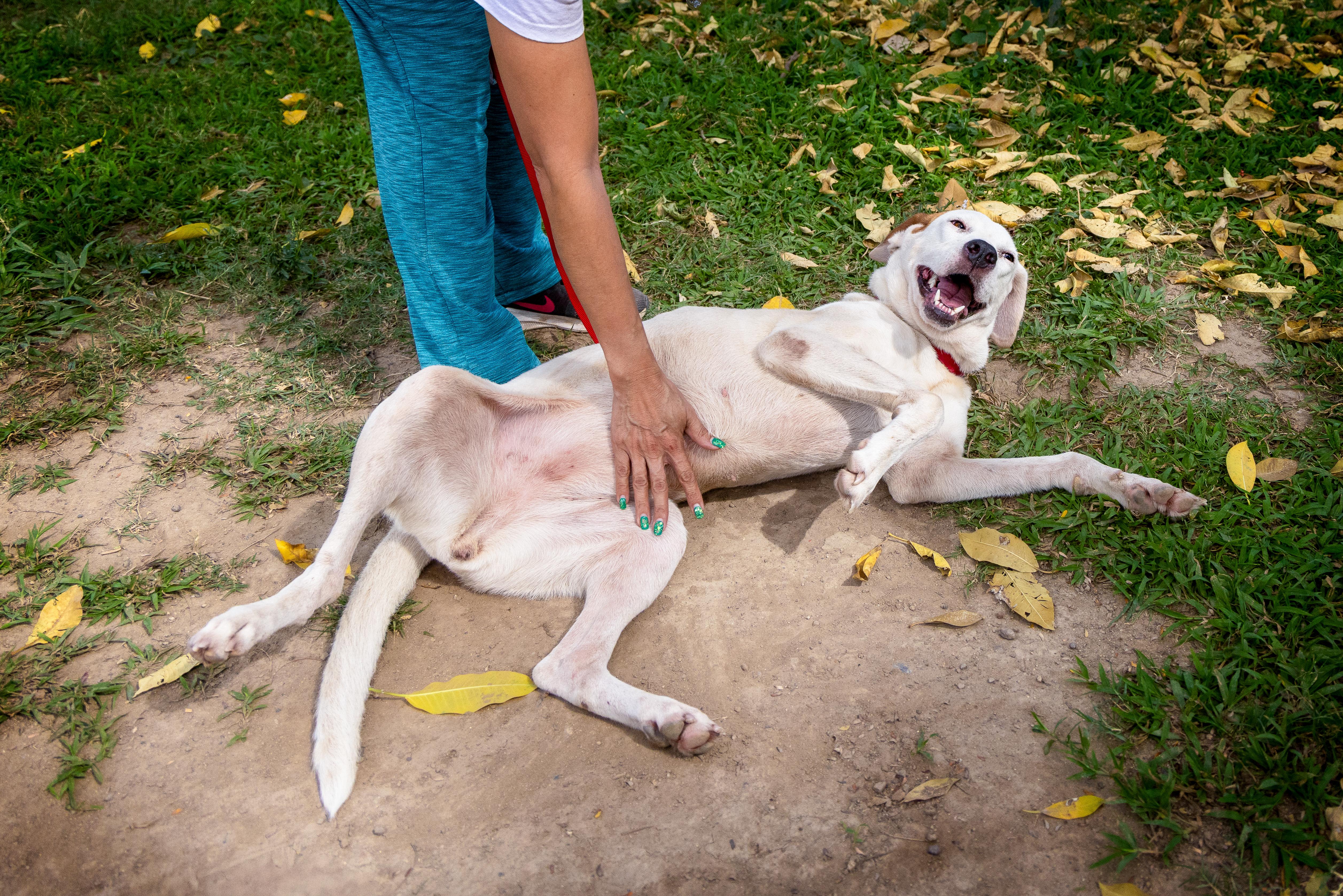 Enlarge Nuba, a Adoptable mixed breed in nanaimo, BC image 4/5
