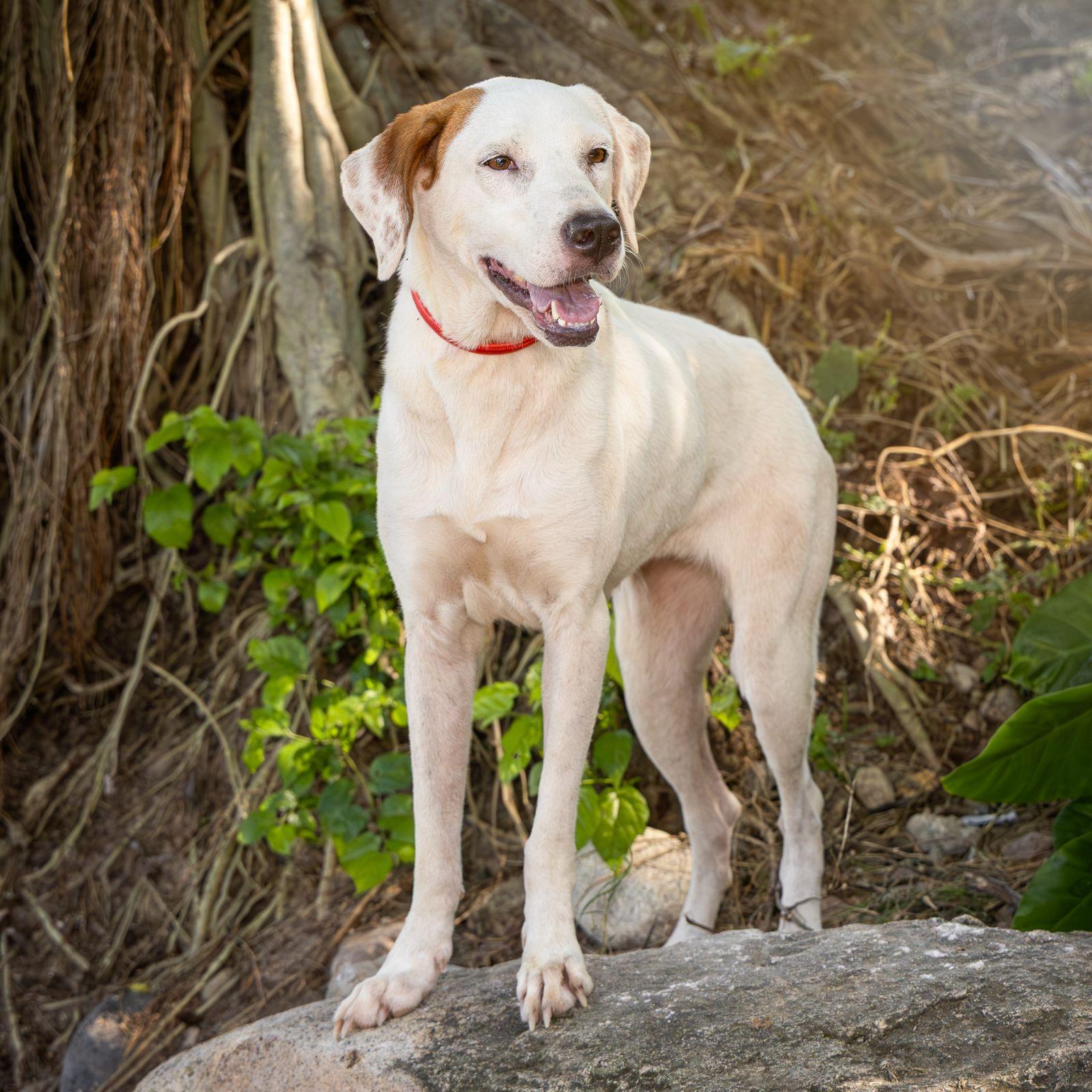 Enlarge Nuba, a Adoptable mixed breed in nanaimo, BC image 2/5