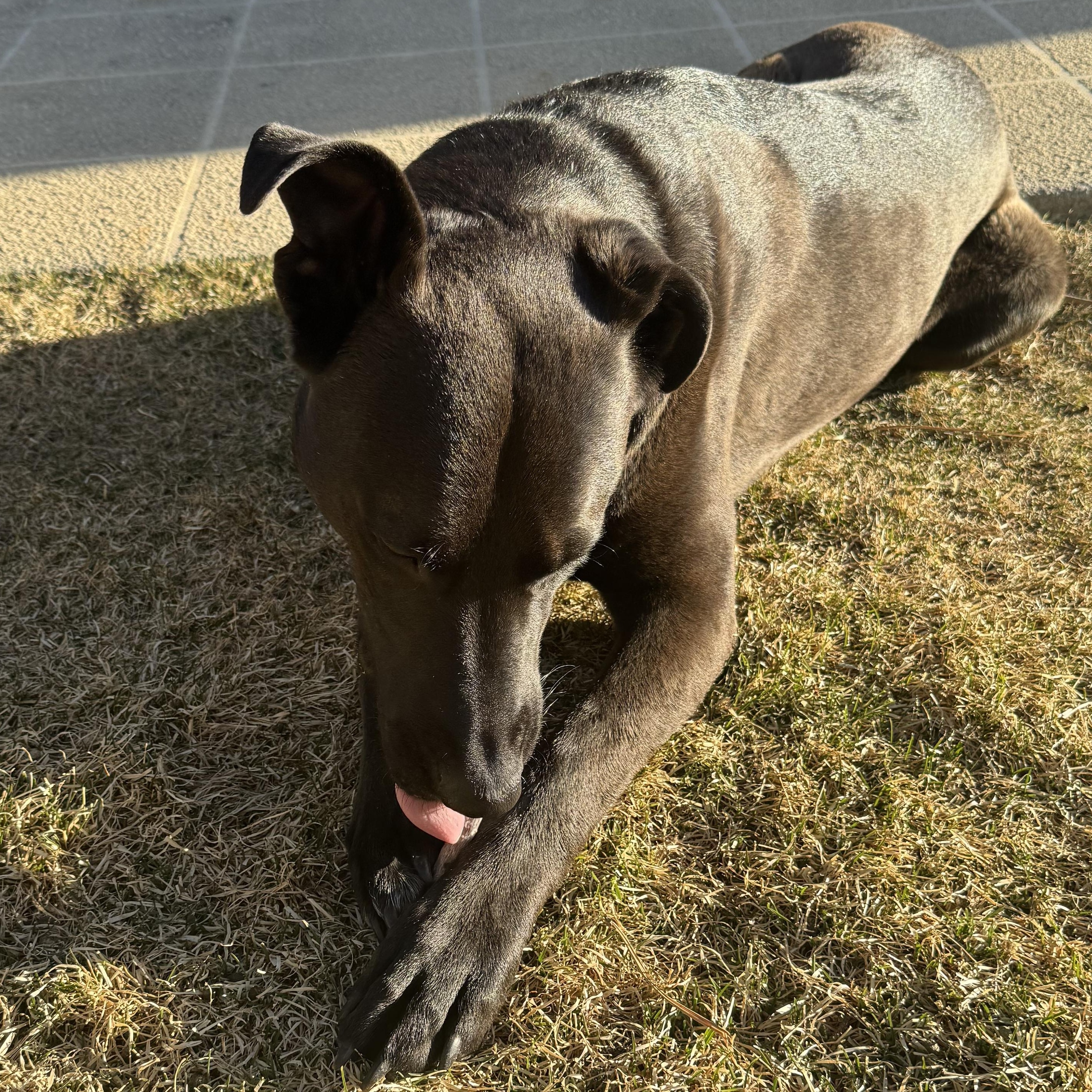 Enlarge Ziggy, a Adopted mixed breed in Pueblo, CO image 6/6