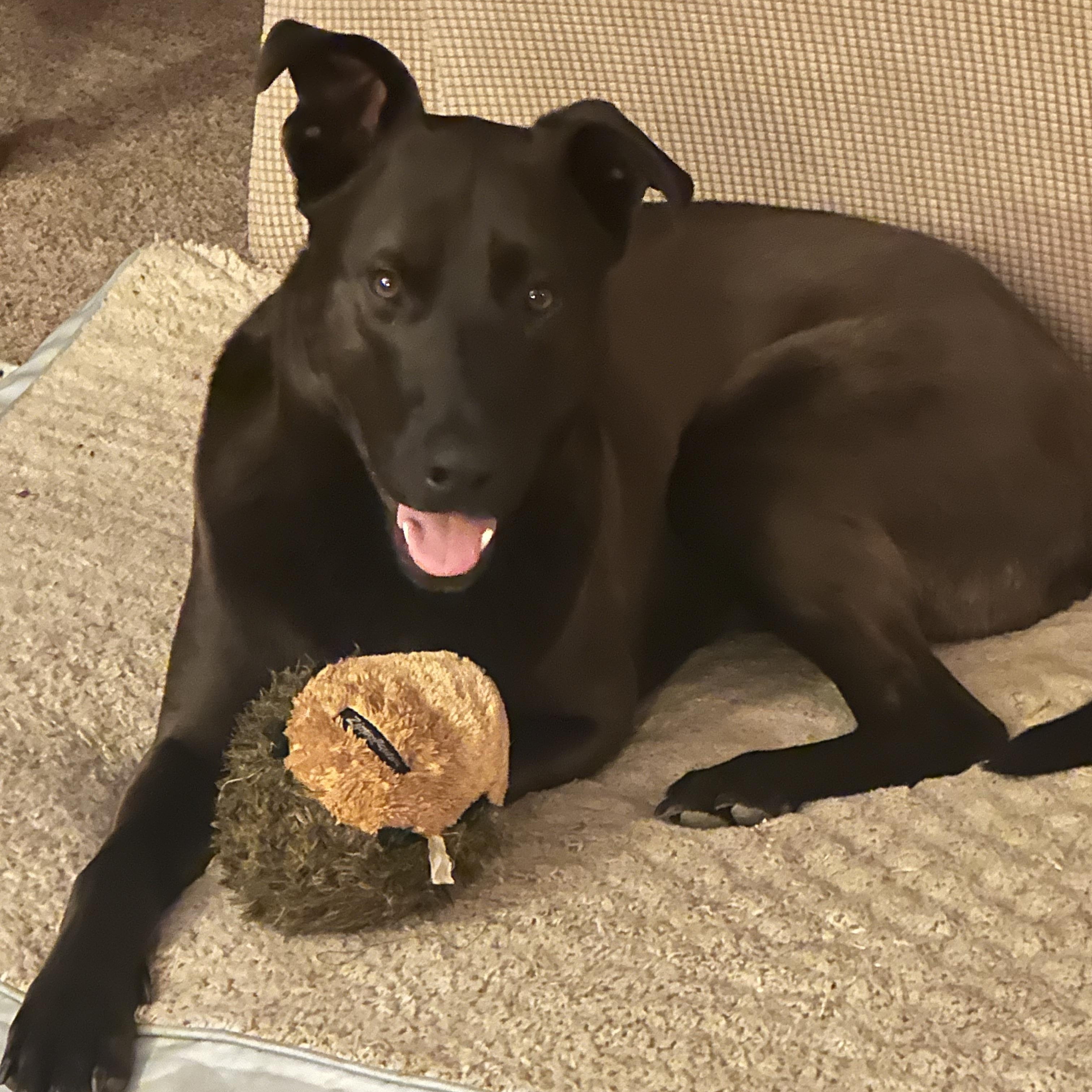 Ziggy, Adopted, Adult Male Black Labrador Retriever & German Shepherd Dog.