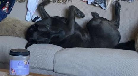 Enlarge Ziggy, a Adopted mixed breed in Pueblo, CO image 4/6