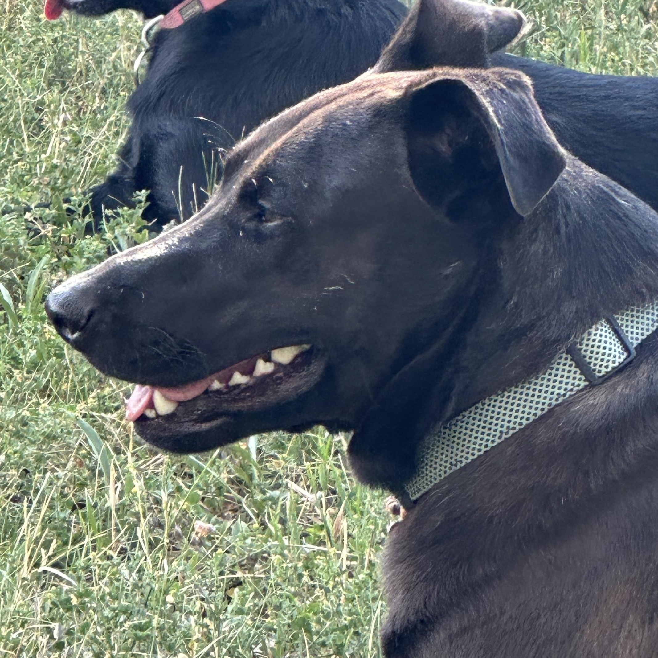 Enlarge Ziggy, a Adopted mixed breed in Pueblo, CO image 3/6