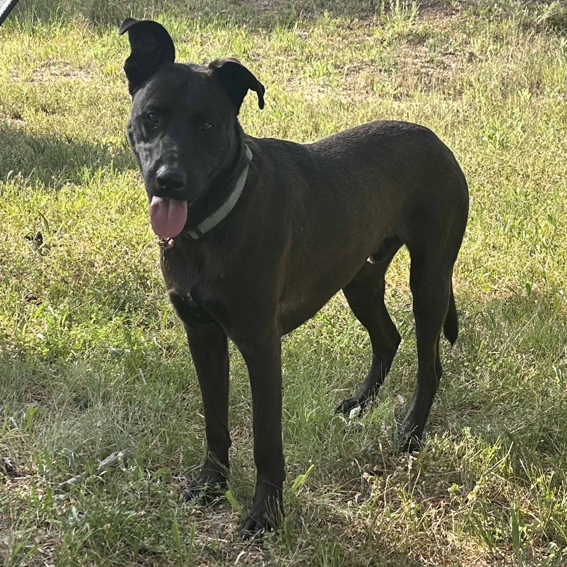 Ziggy, Adopted, Adult Male Black Labrador Retriever & German Shepherd Dog.