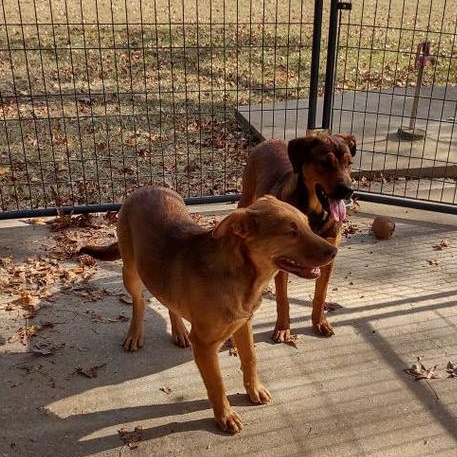 Beethoven, a Adoptable mixed breed in Enoree, SC image 2/2