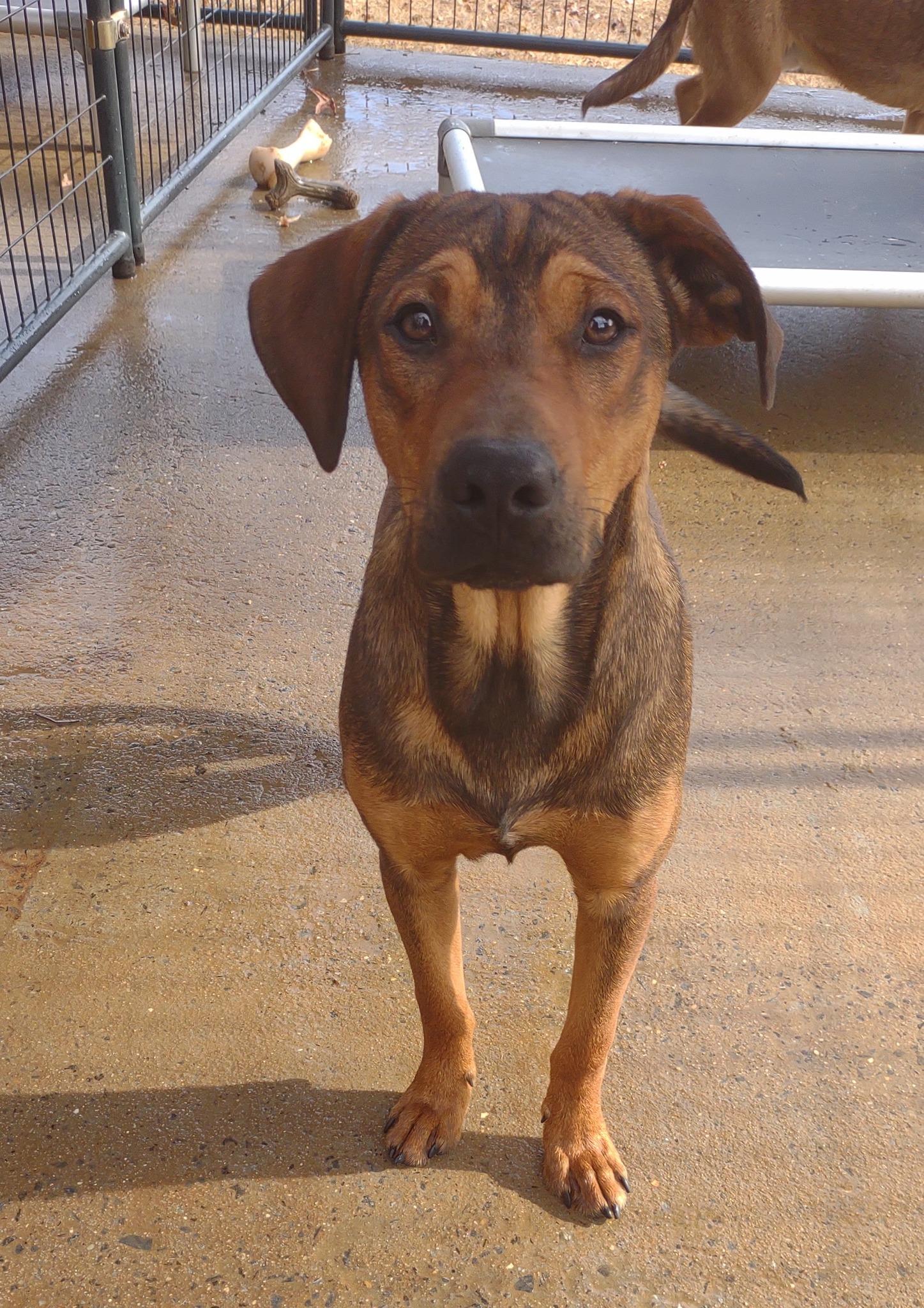 Beethoven, a Adoptable mixed breed in Enoree, SC image 1/2