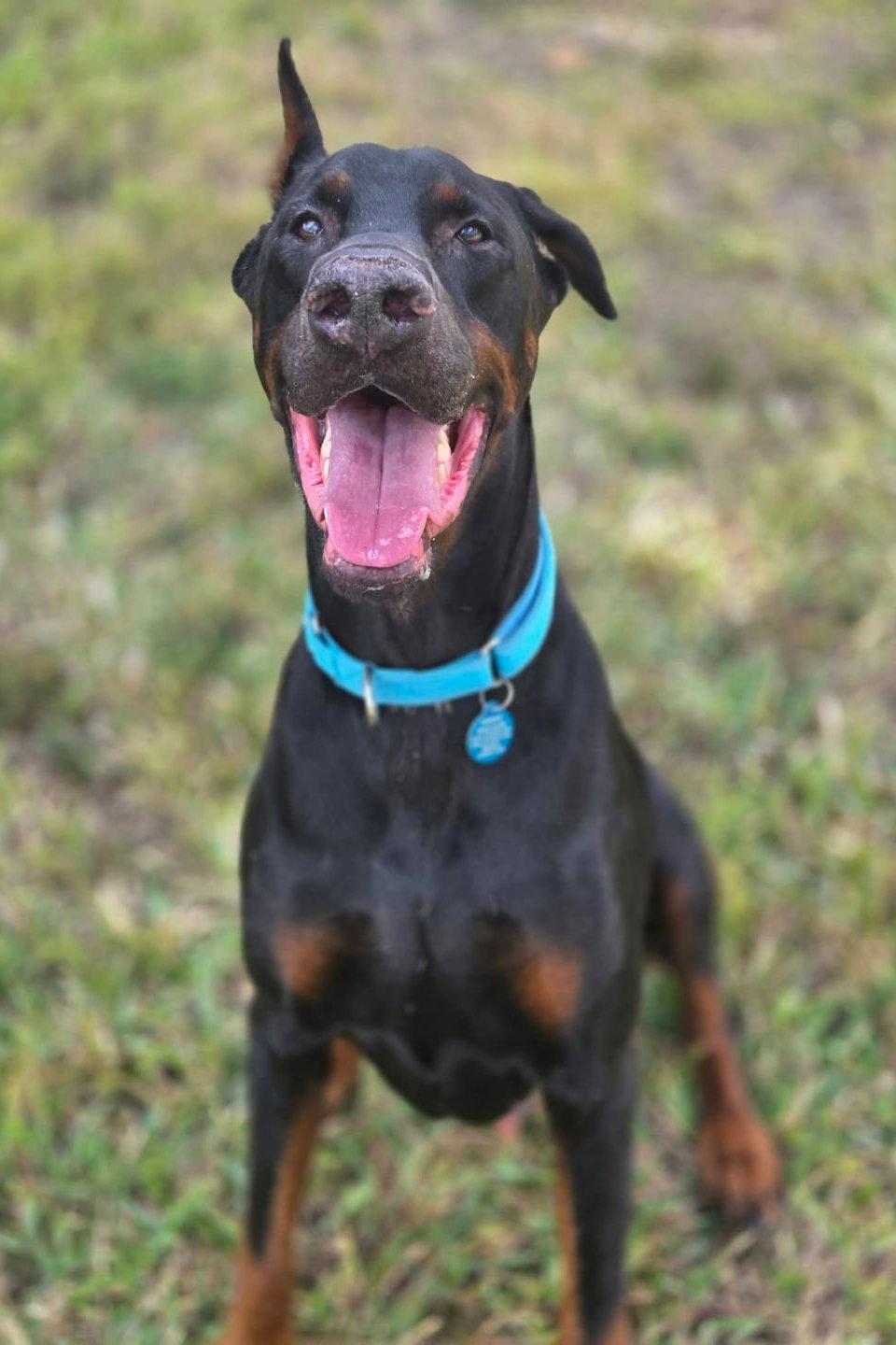 Ruger 3344, Adoptable, Senior Male Doberman Pinscher.