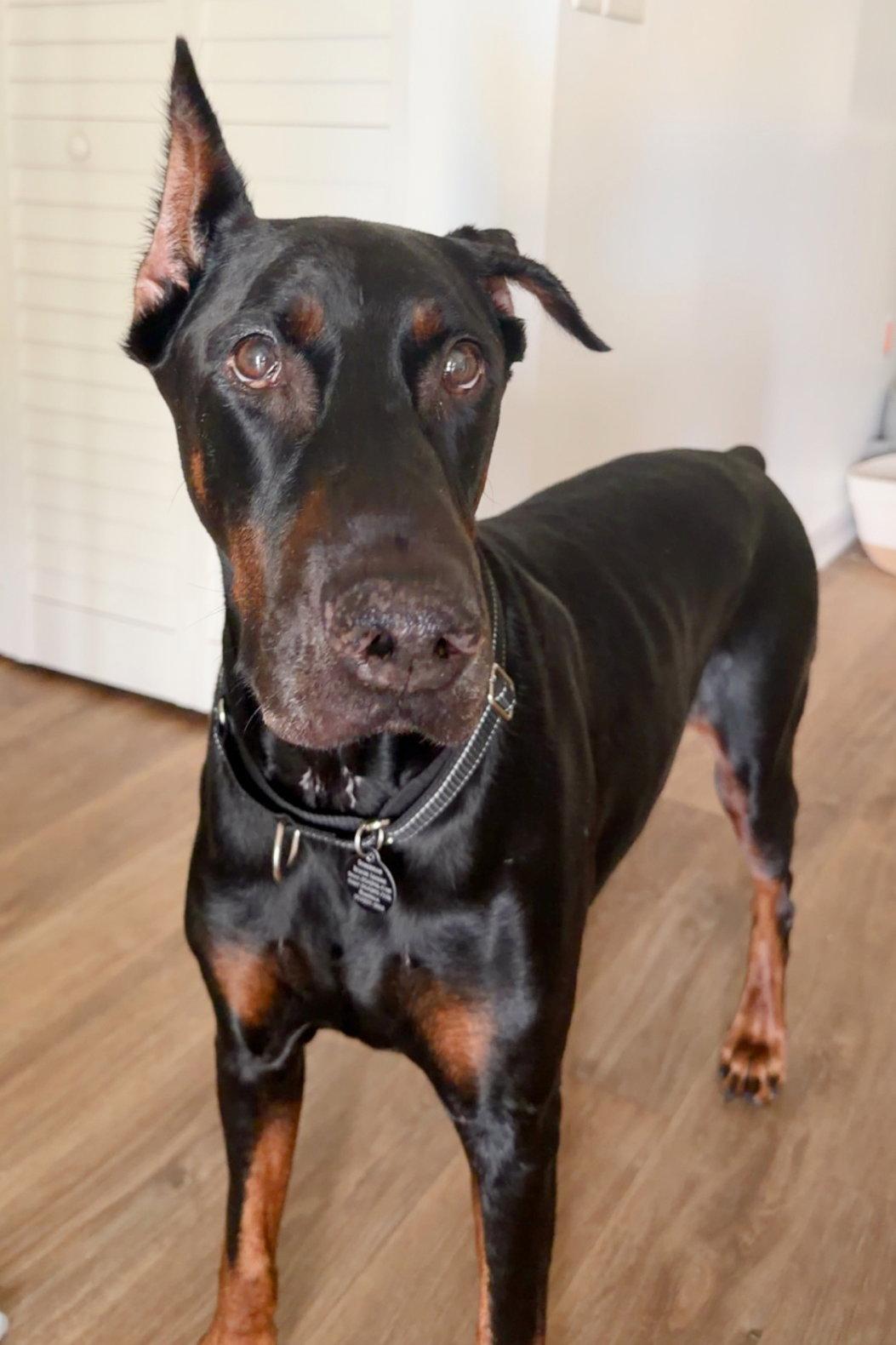 Enlarge Ruger 3344, a Adoptable Doberman Pinscher in Oakland Park, FL image 2/3