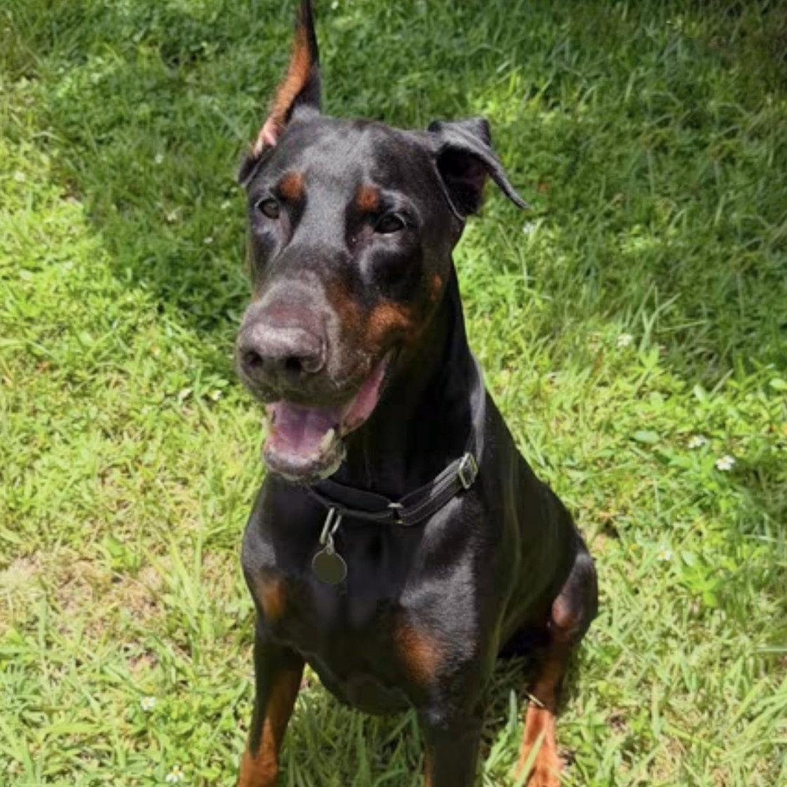Ruger 3344, a Adoptable Doberman Pinscher in Oakland Park, FL image 2/3