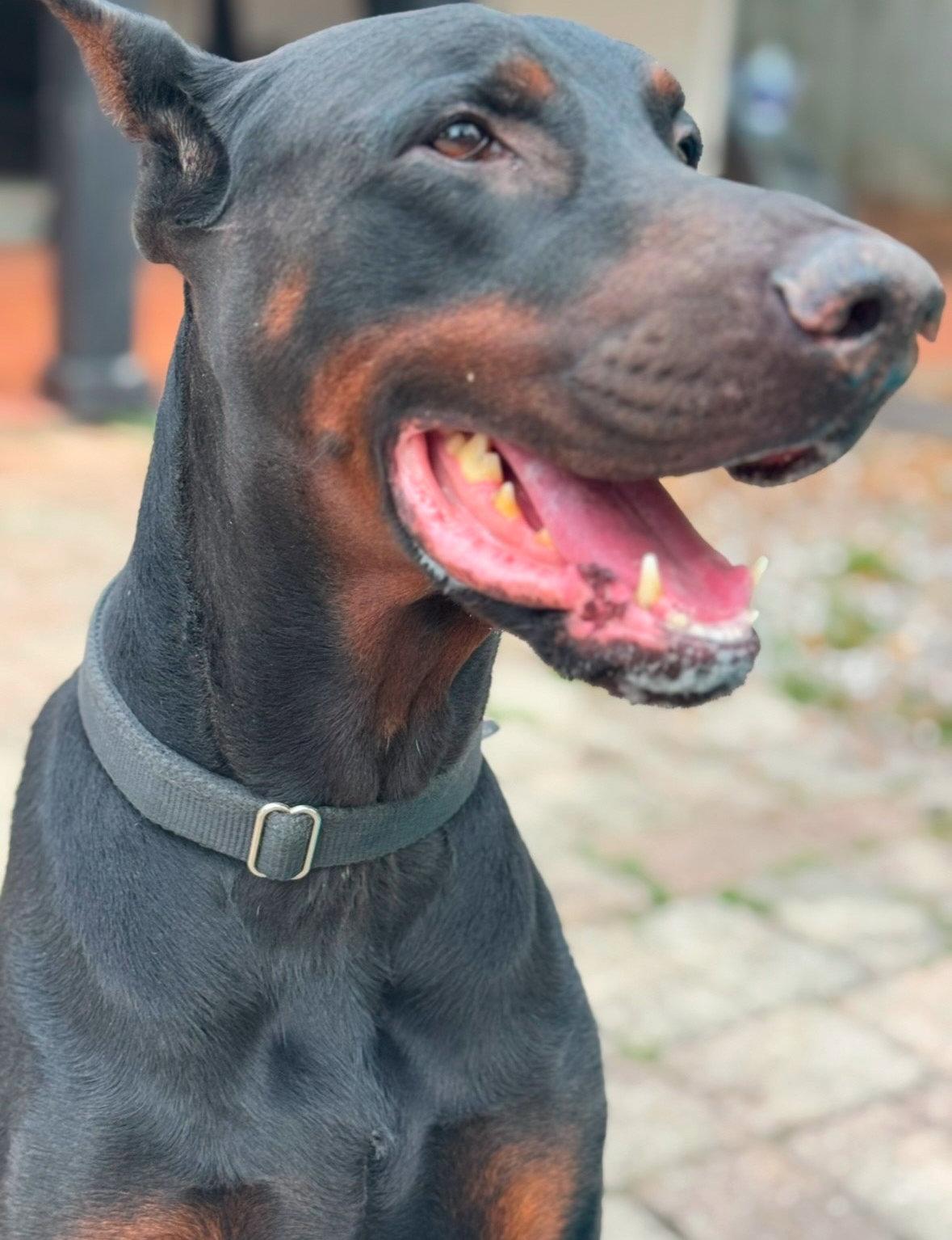 Enlarge Ruger 3344, a Adoptable Doberman Pinscher in Oakland Park, FL image 3/3