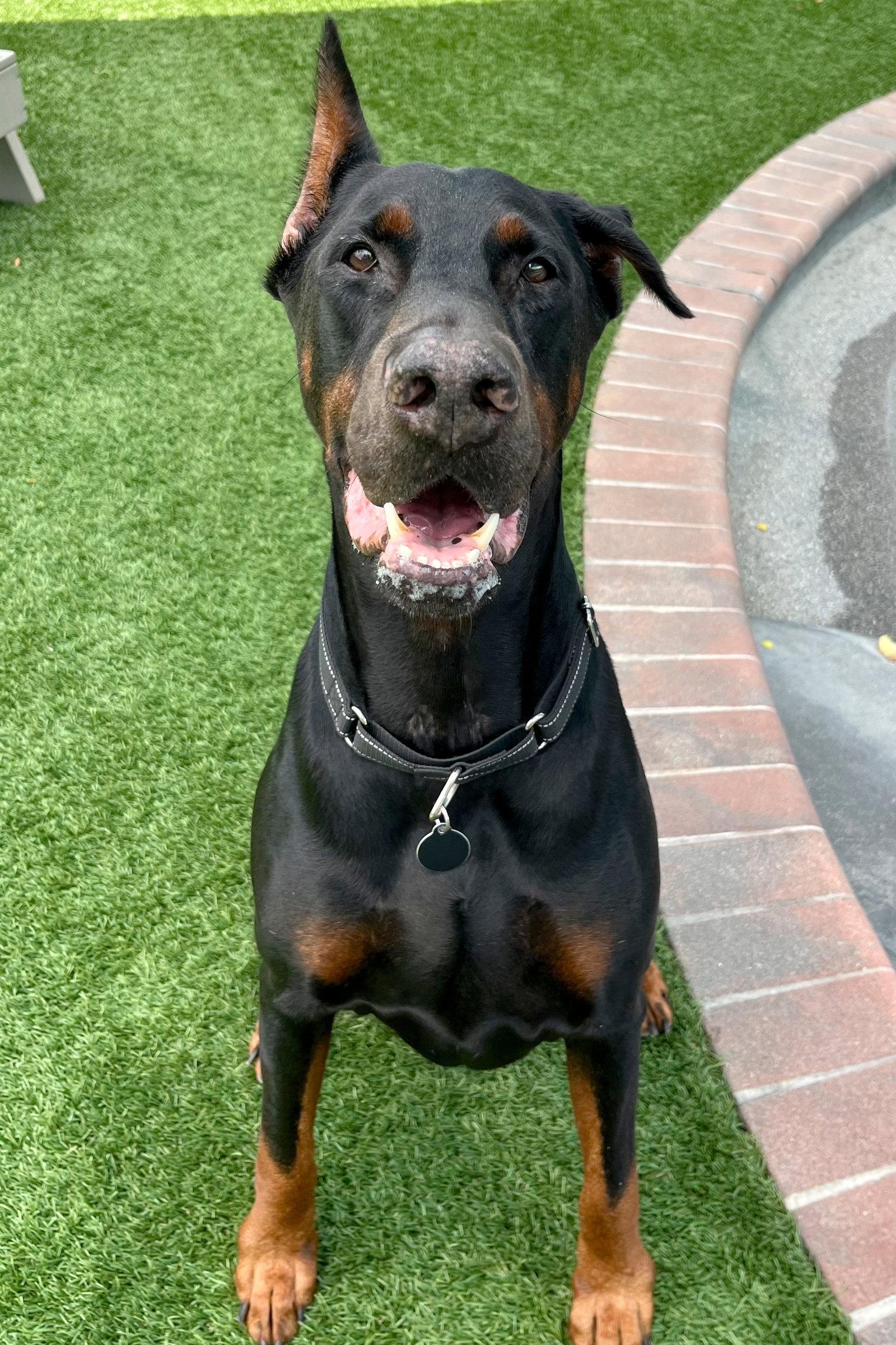 Ruger 3344, a Adoptable Doberman Pinscher in Oakland Park, FL image 3/3