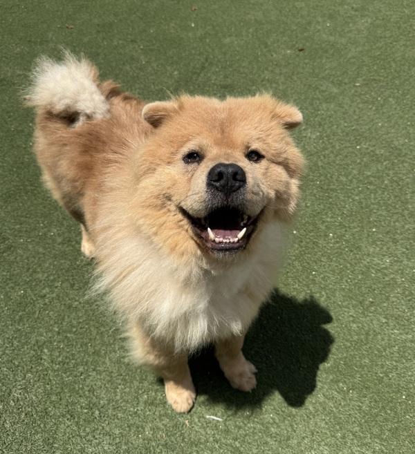 Enlarge Jude, a Adoptable mixed breed in Oceanside, CA image 1/1