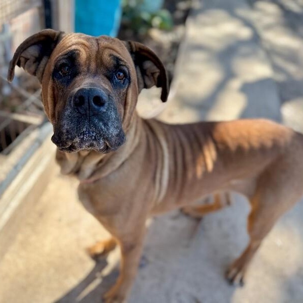 Rosie Posey Belly Rubs Please — thumbnail 5